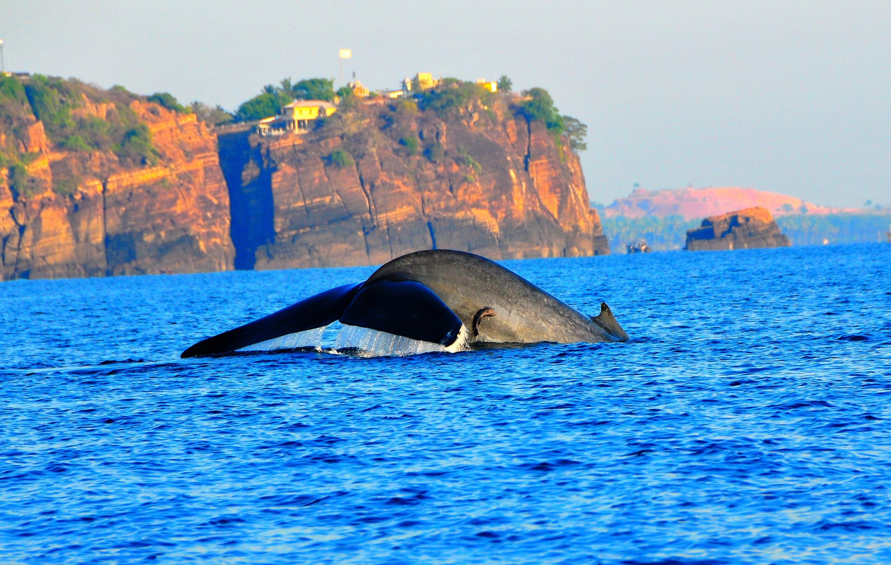 Trincomalee Sunrise Dolphin & Whale Watching Cruise