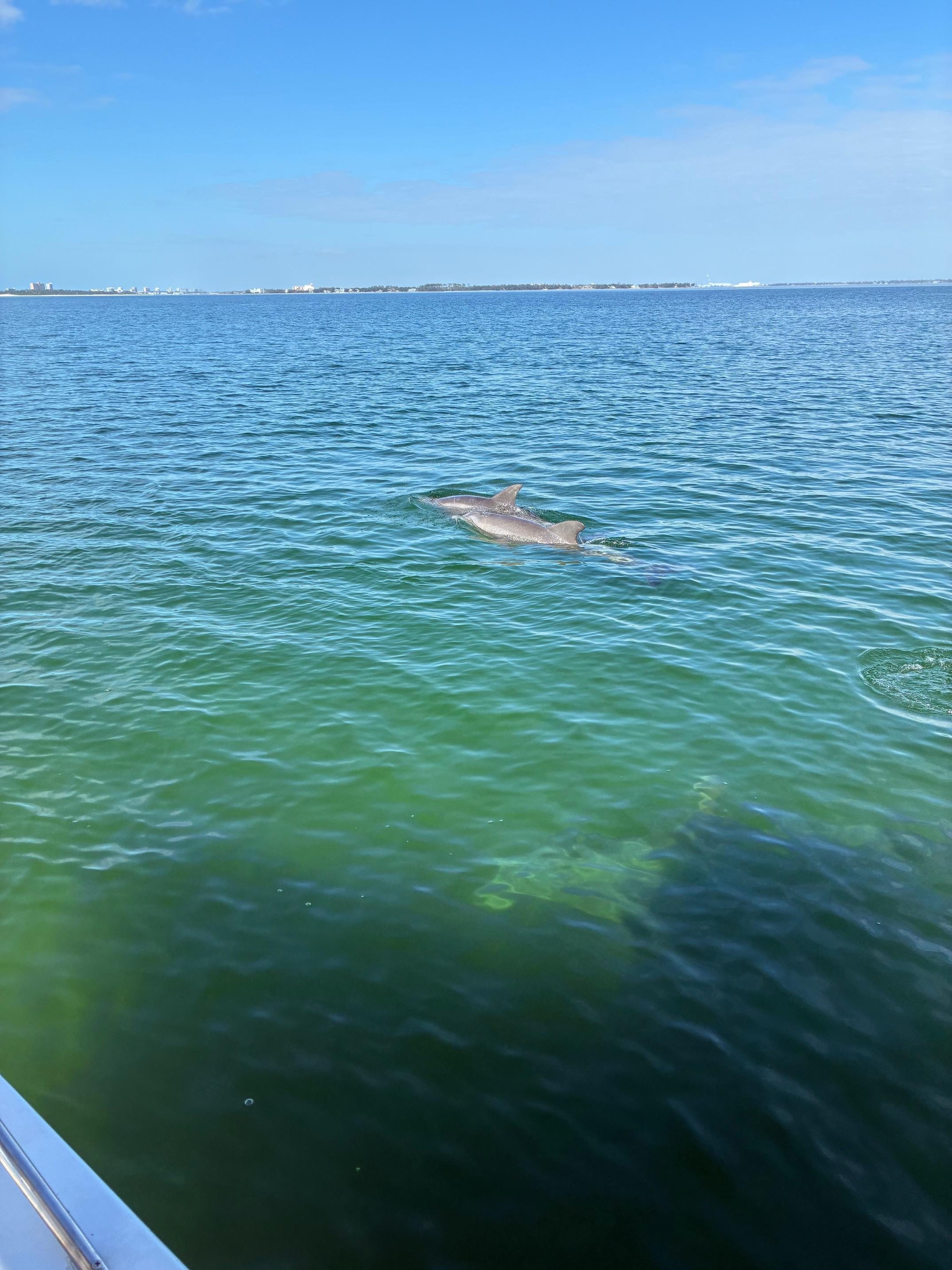 Shell Island Snorkel & Dolphin Watching Cruise