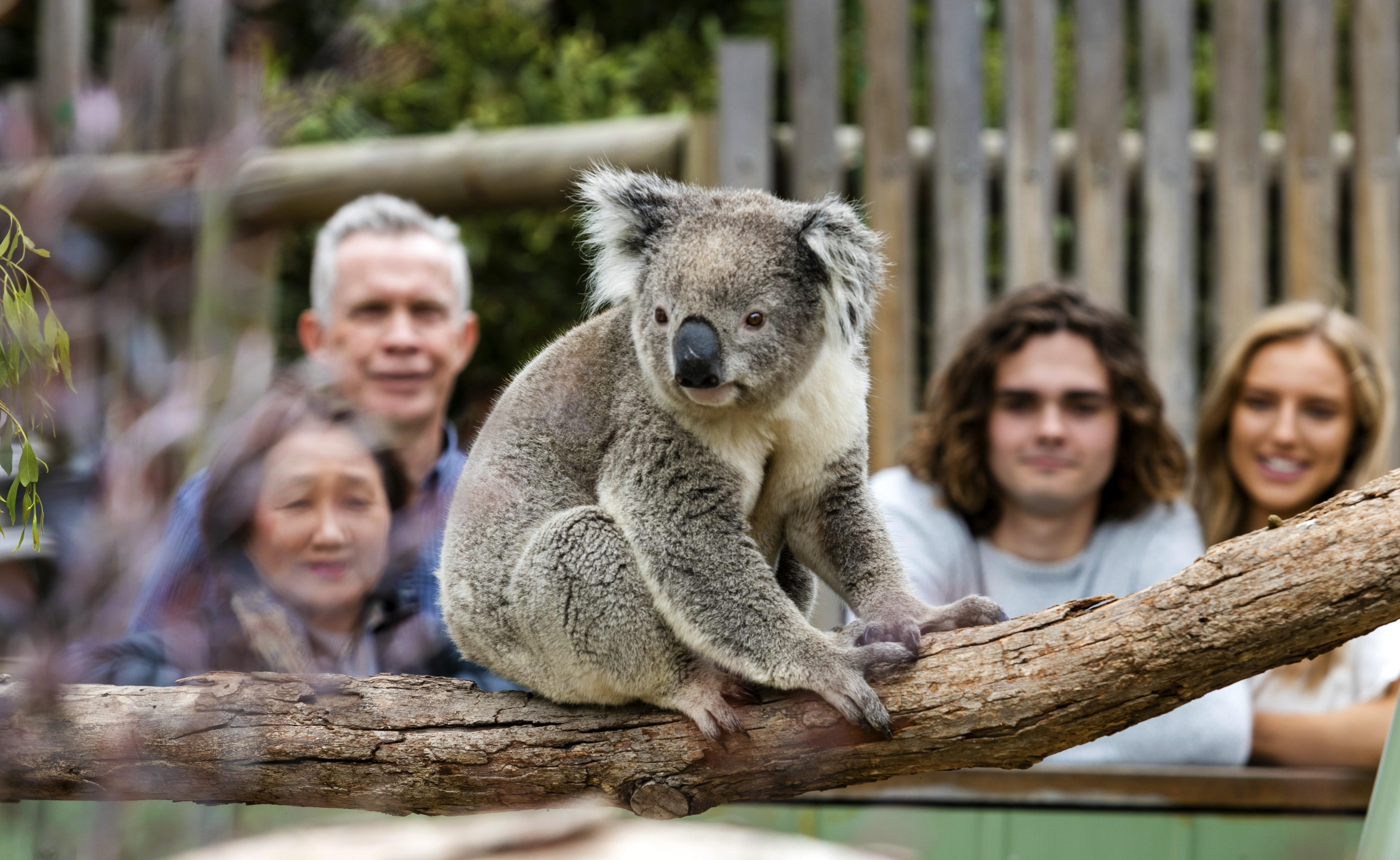 Phillip Island Wildlife & Penguin Parade Day Tour