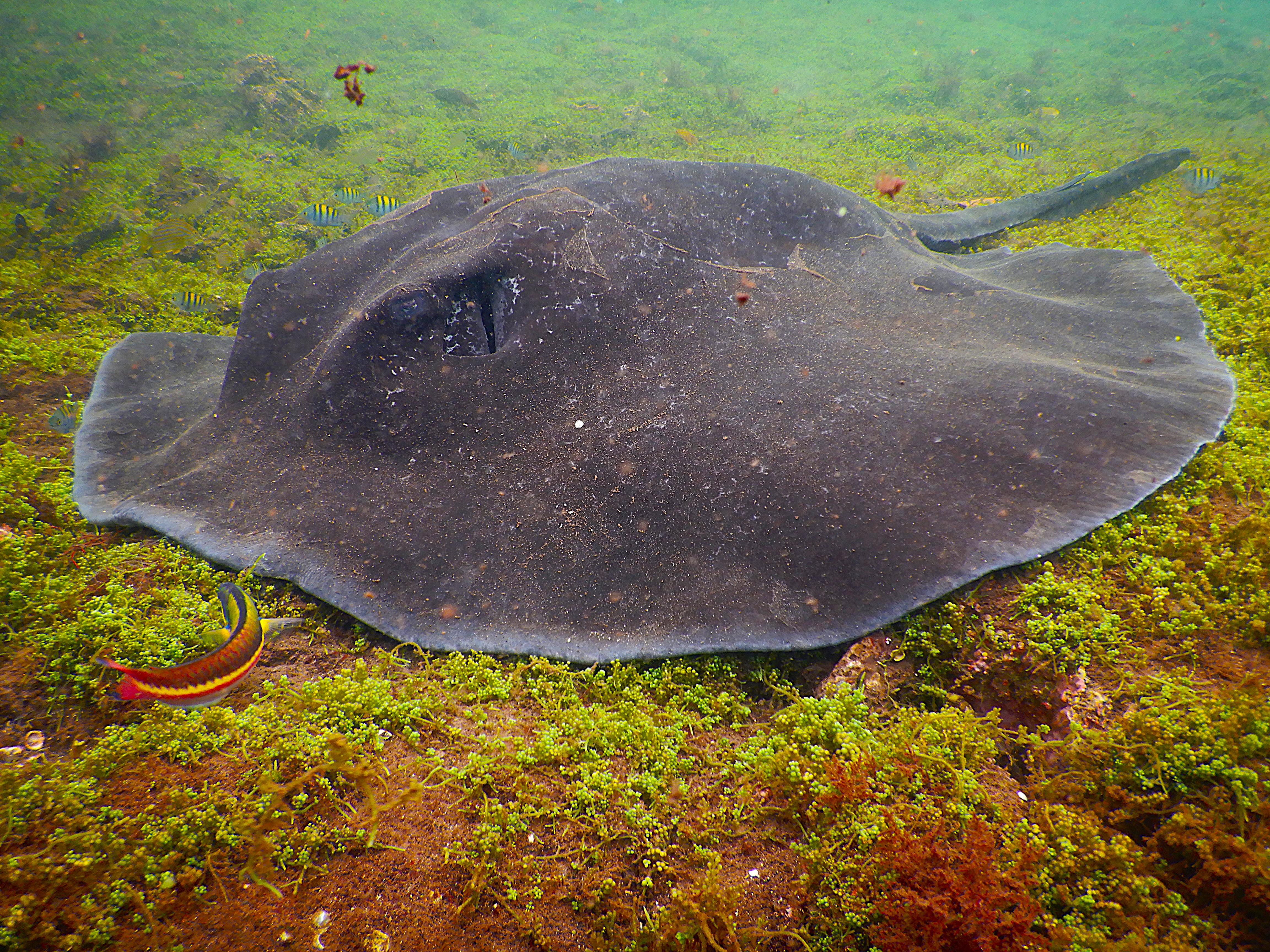 Galápagos Premium 4-Day Expedition: Nature & Luxury