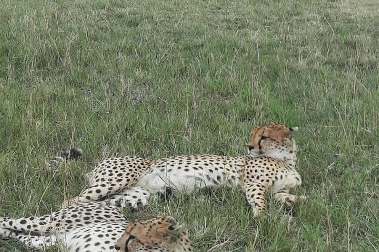 3-Day Maasai Mara Shared Jeep Safari from Nairobi