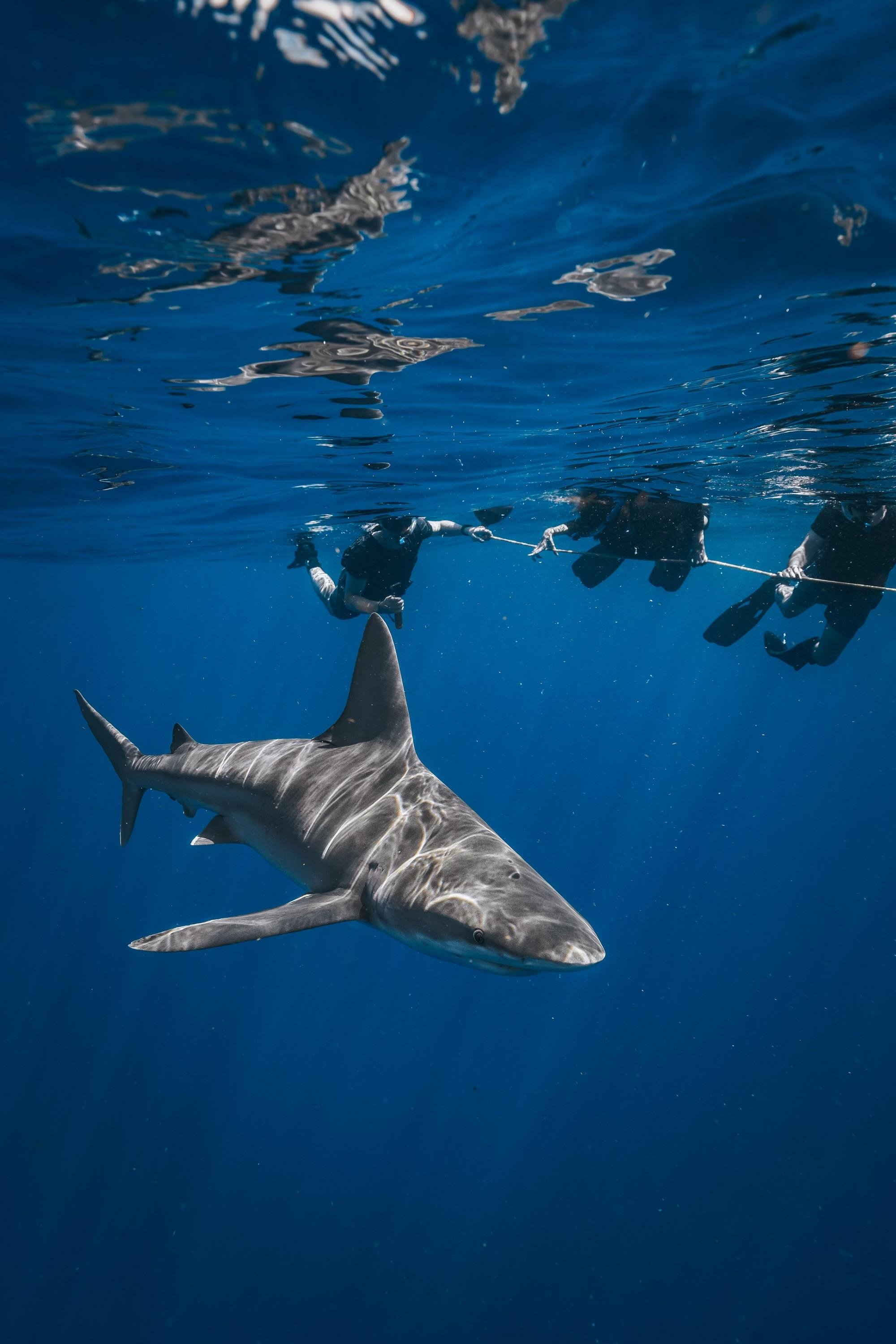Shark Snorkel Adventure with Gung Ho Divers