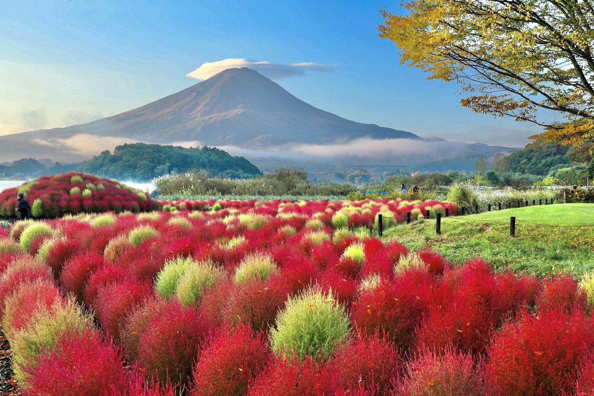 Mount Fuji Day Tour: Chureito Pagoda, Lake Kawaguchi & Oshino Hakkai