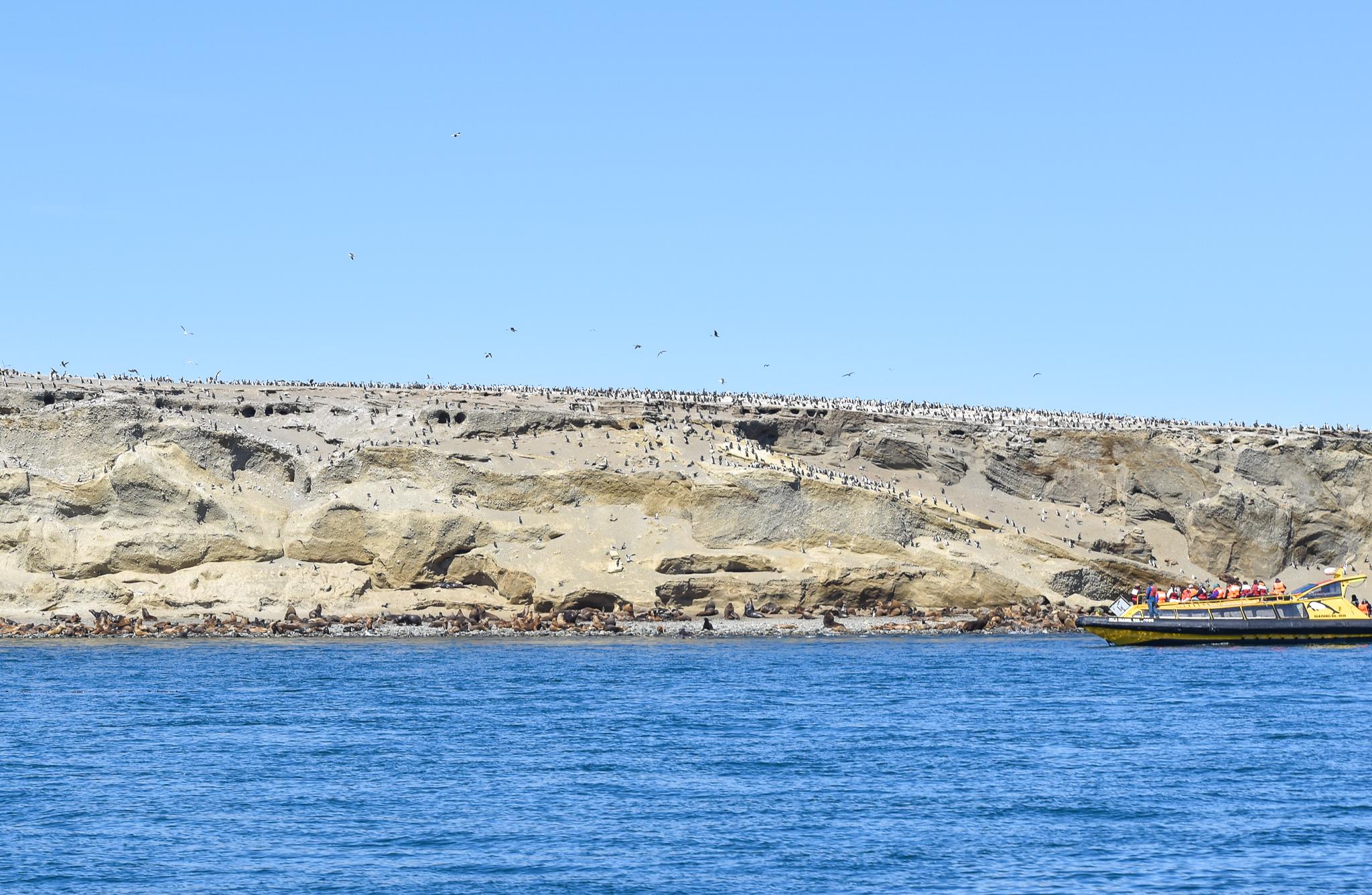 Magdalena Island penguin tour from Punta Arenas — image 10