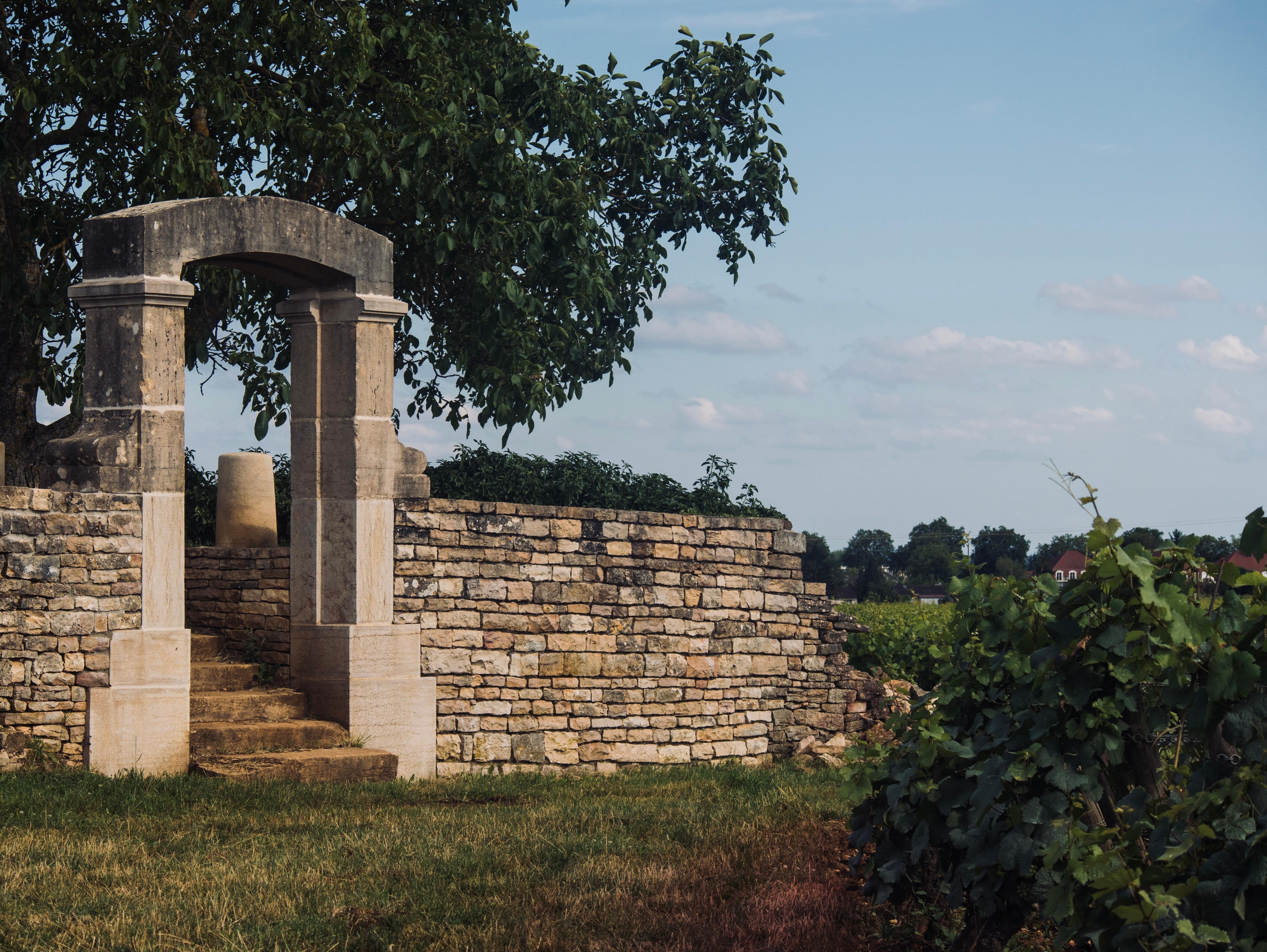 Côte de Nuits Vineyard Discovery Tour