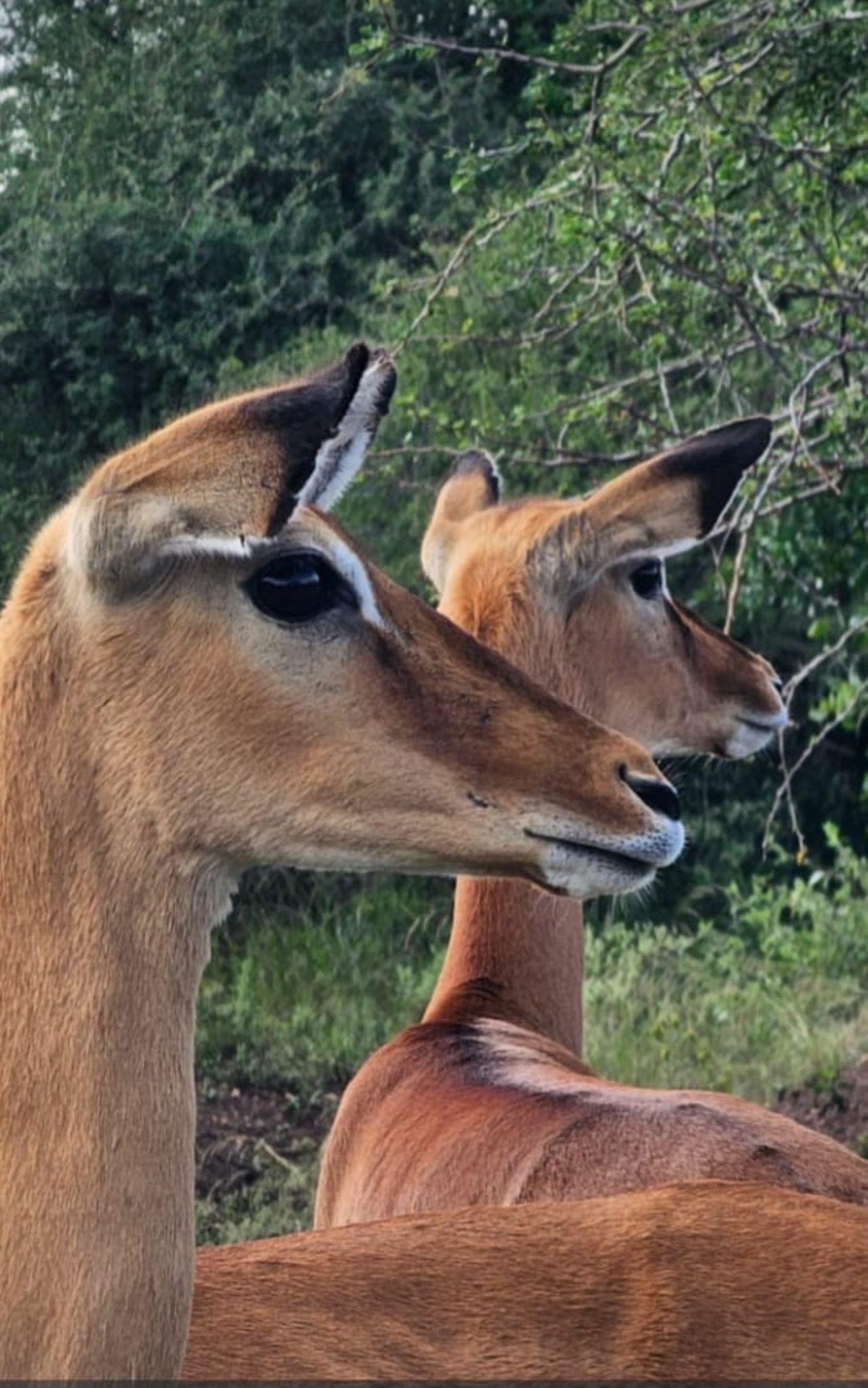 Nairobi Safari: National Park, Elephant Orphanage & Giraffe Center