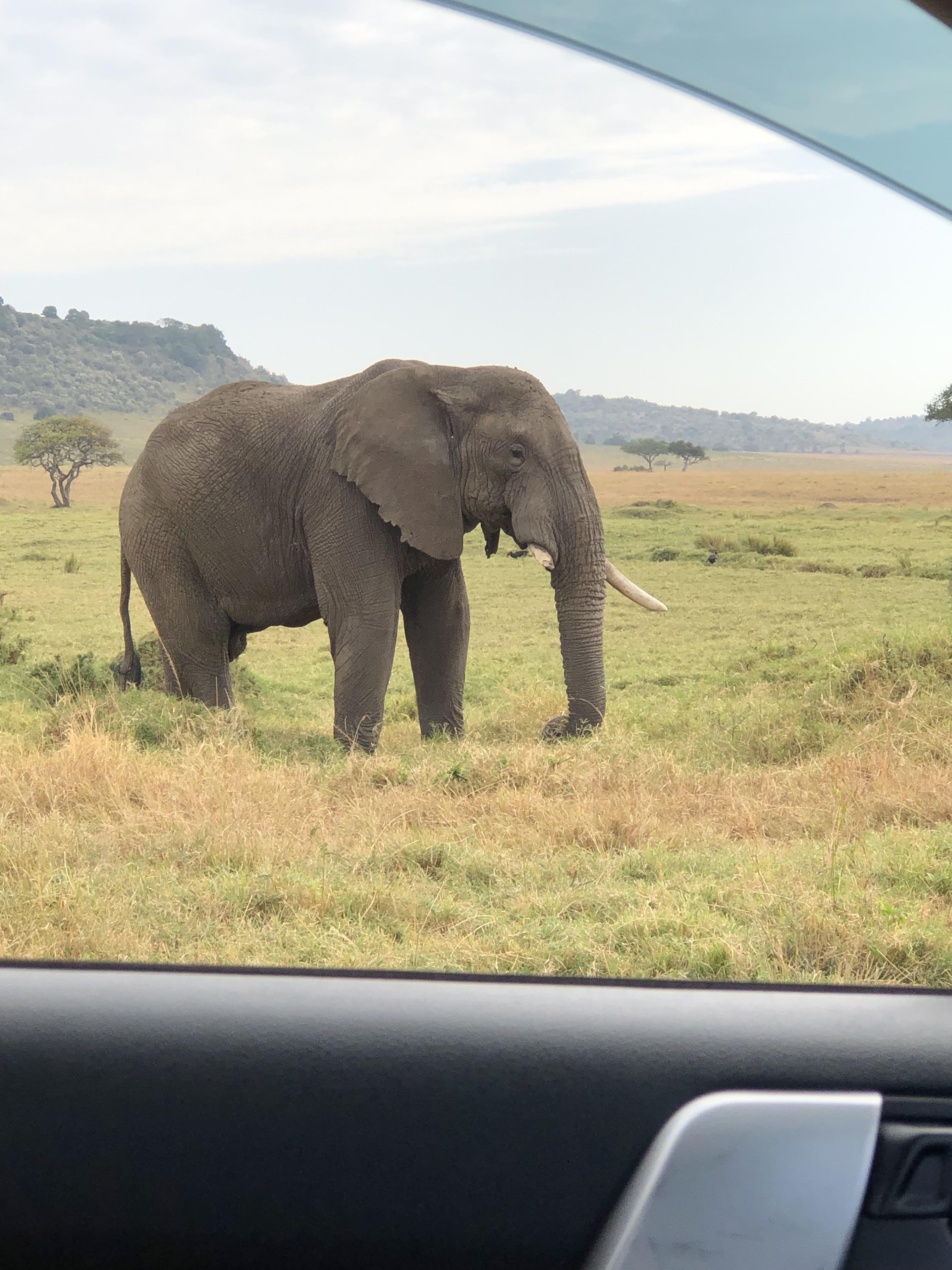 Maasai Mara Express: 1-Day Safari from Nairobi