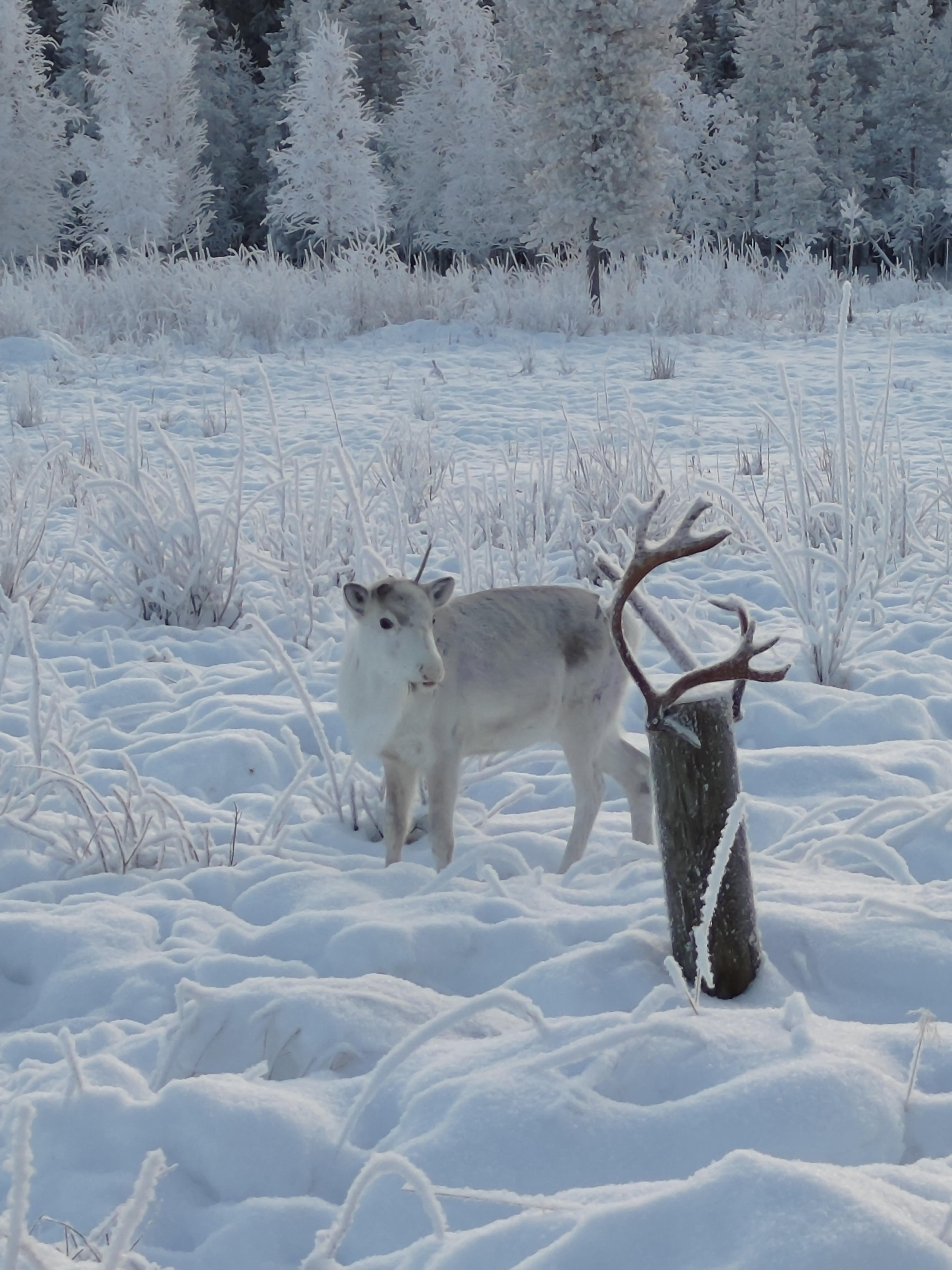Rovaniemi Reindeer Farm: Herd Encounter & Lapland Culture