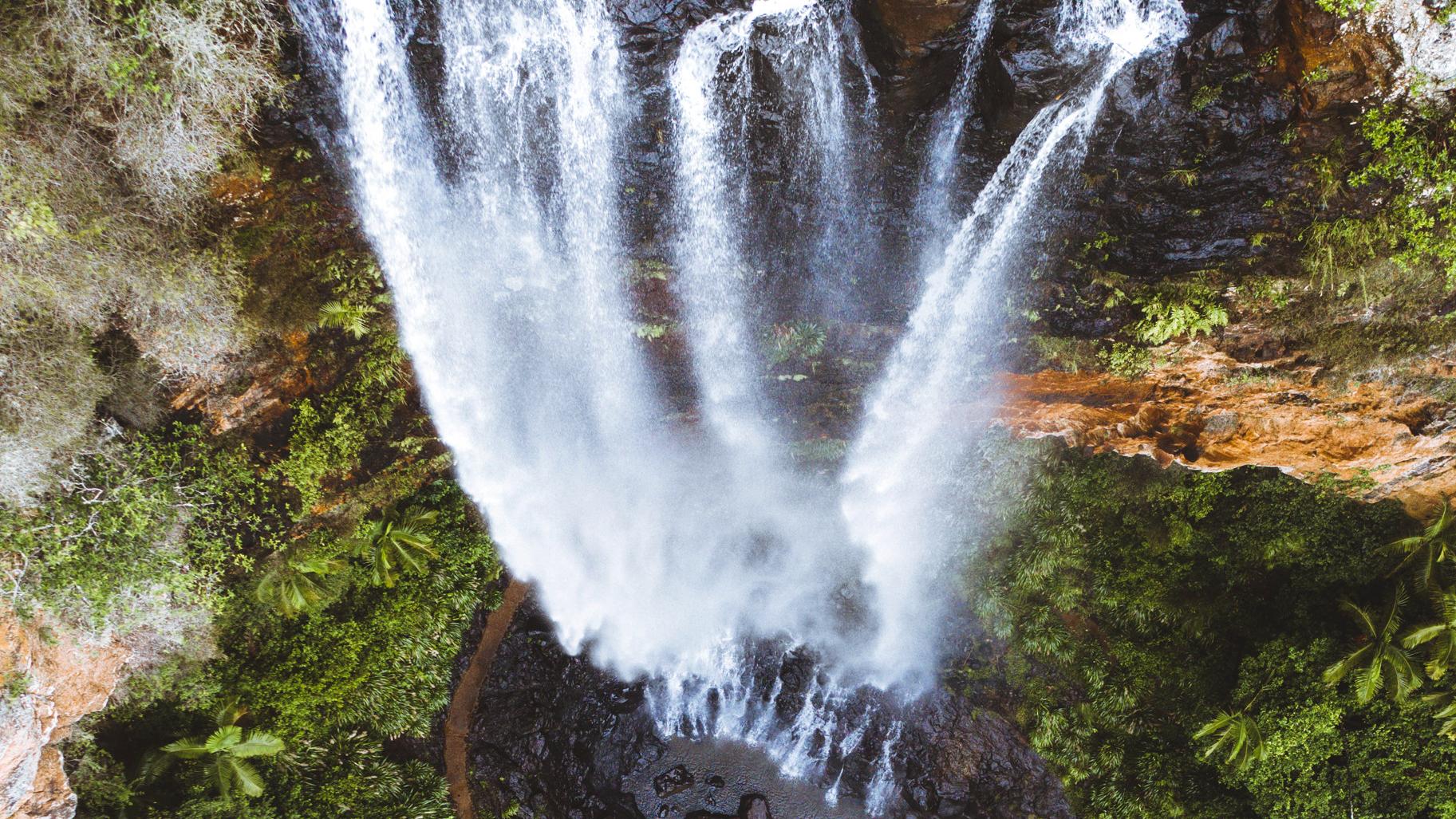 Springbrook Rainforest & Koala Discovery
