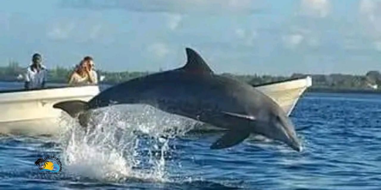Kizimkazi Dolphin Encounter & Snorkeling Safari