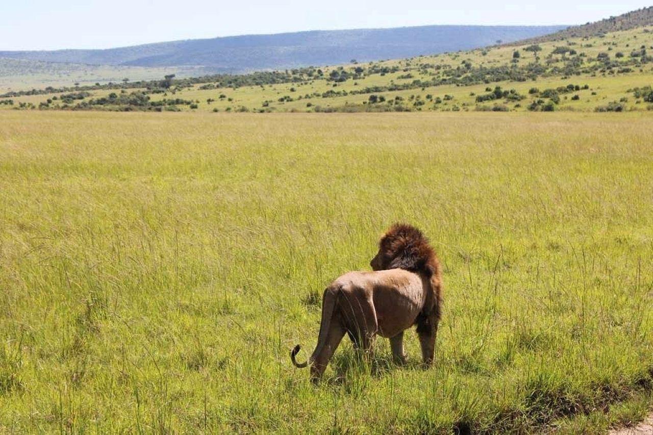 3-Day Maasai Mara Shared Jeep Safari from Nairobi