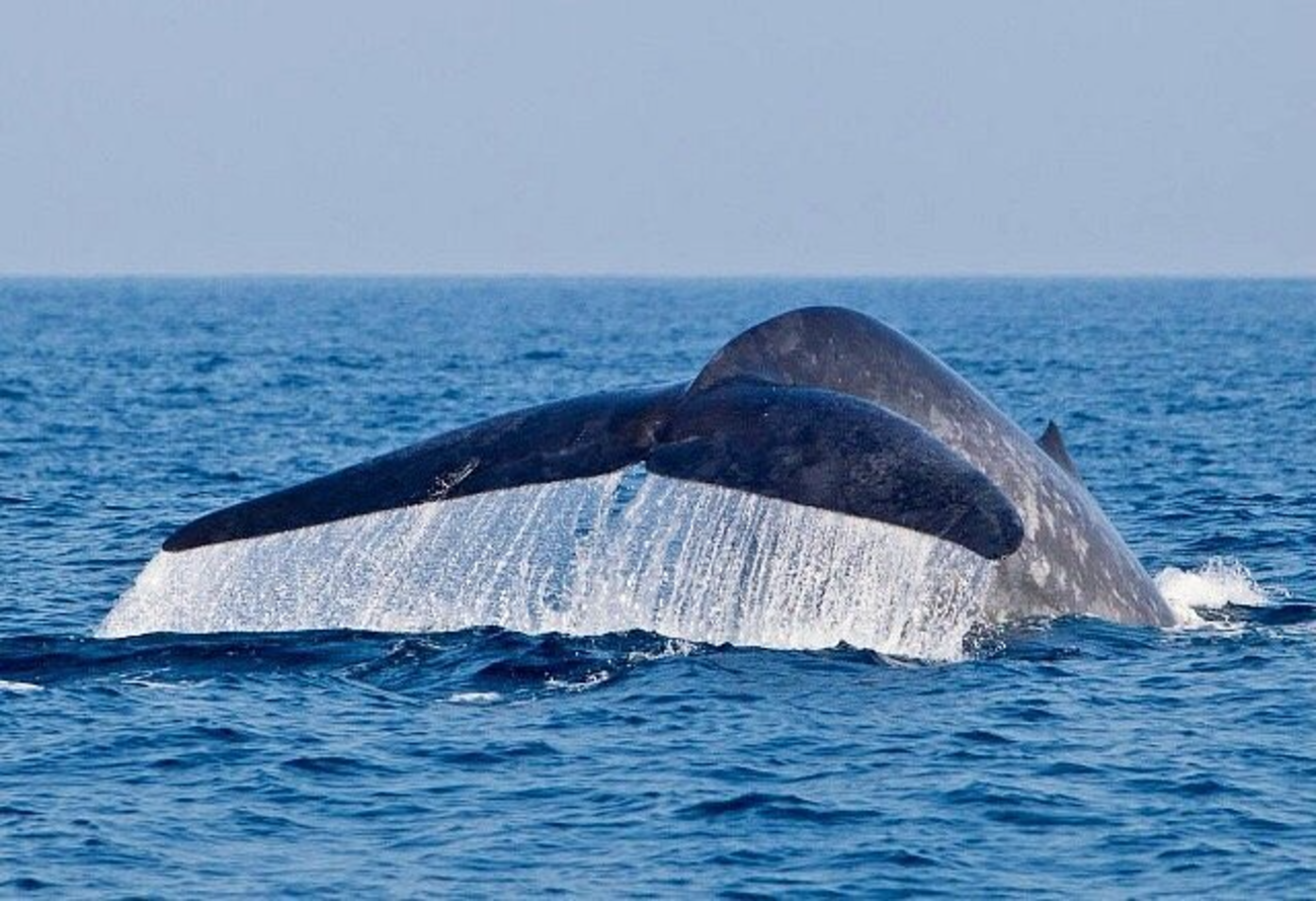 Mirissa Blue Whale Safari & Turtle Snorkeling Adventure