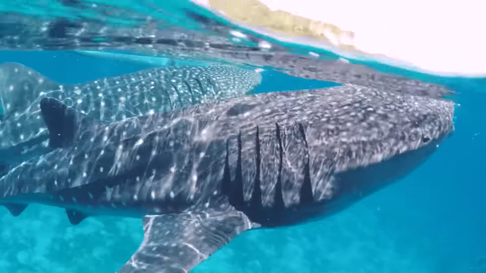 Oslob Triple Adventure: Whale Sharks, Tumalog Falls & Sumilon Island