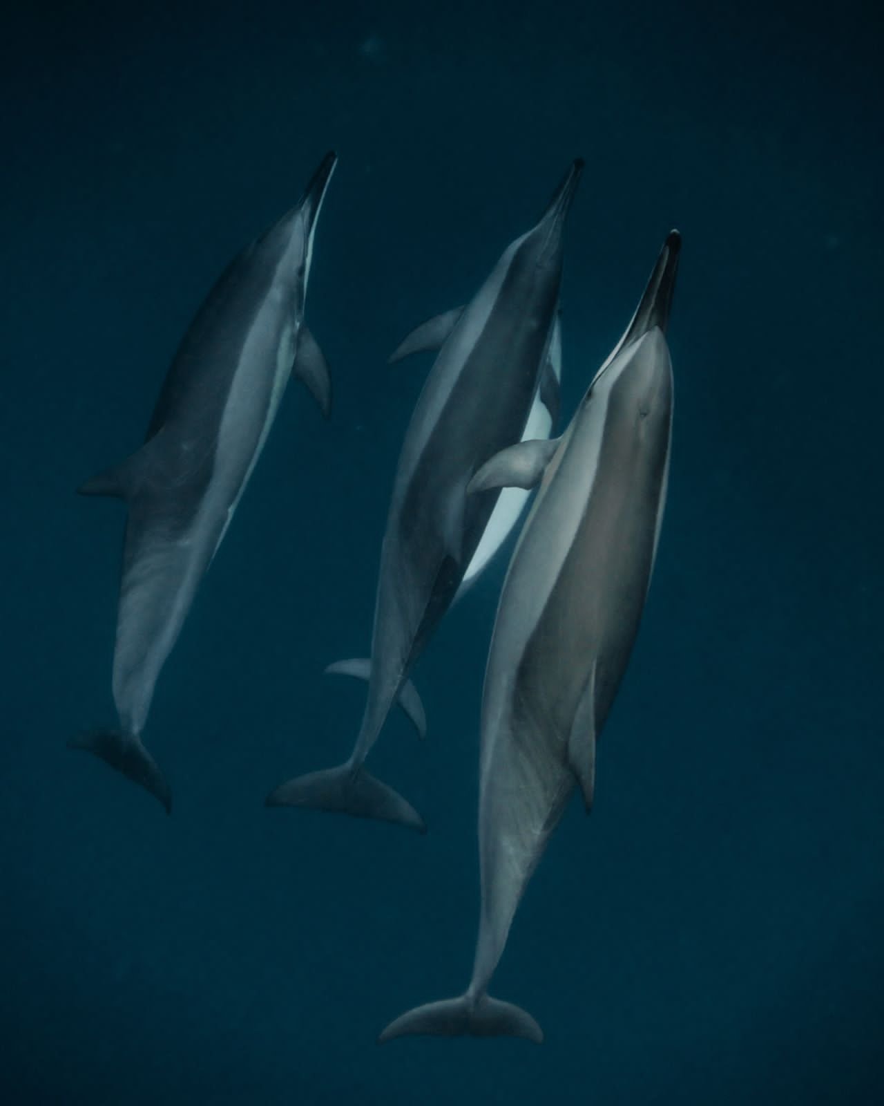 Wild Dolphin Encounter & Snorkeling at Le Morne