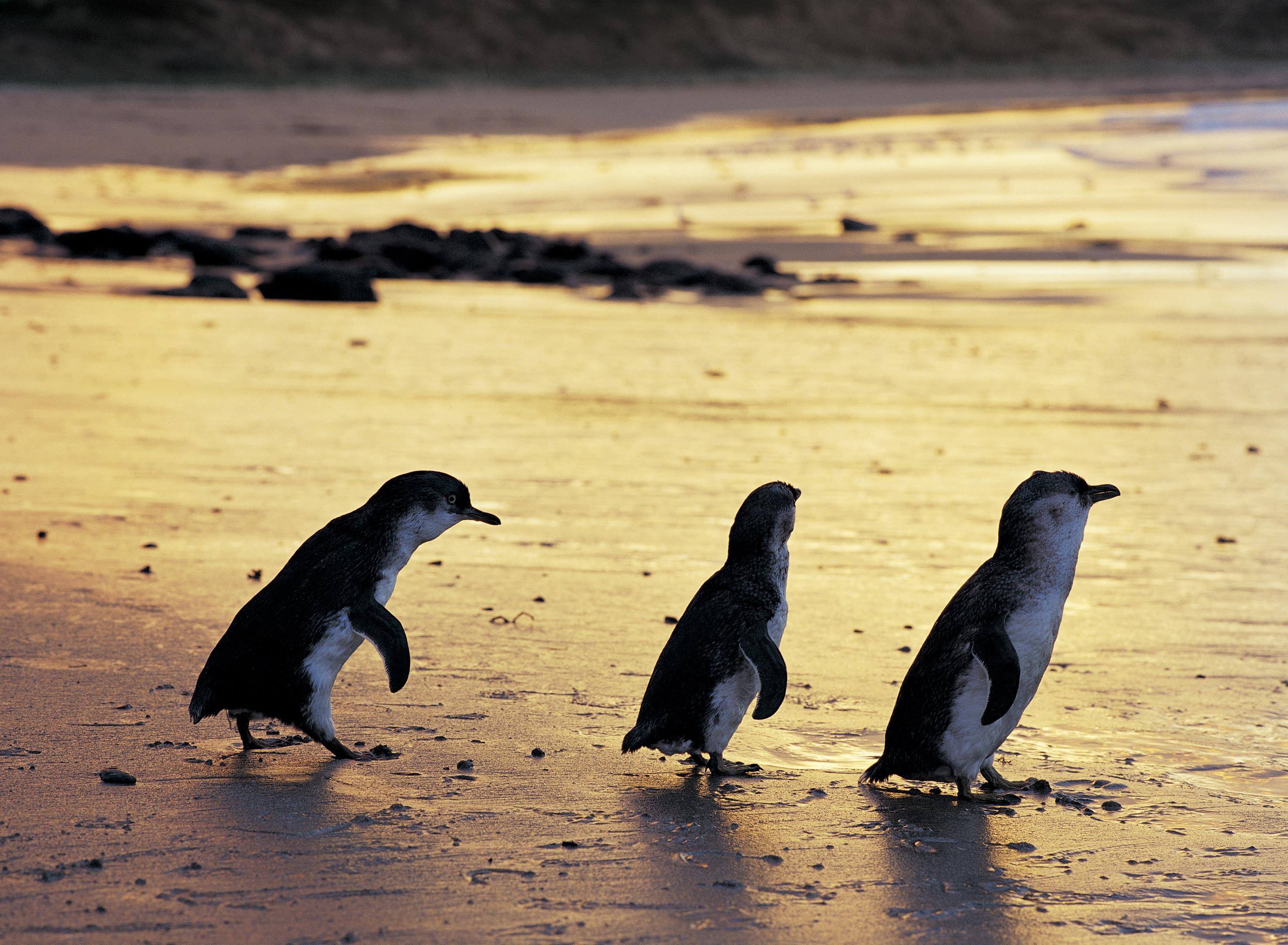 Luxury Phillip Island Penguin Parade & Wildlife Small-Group Tour