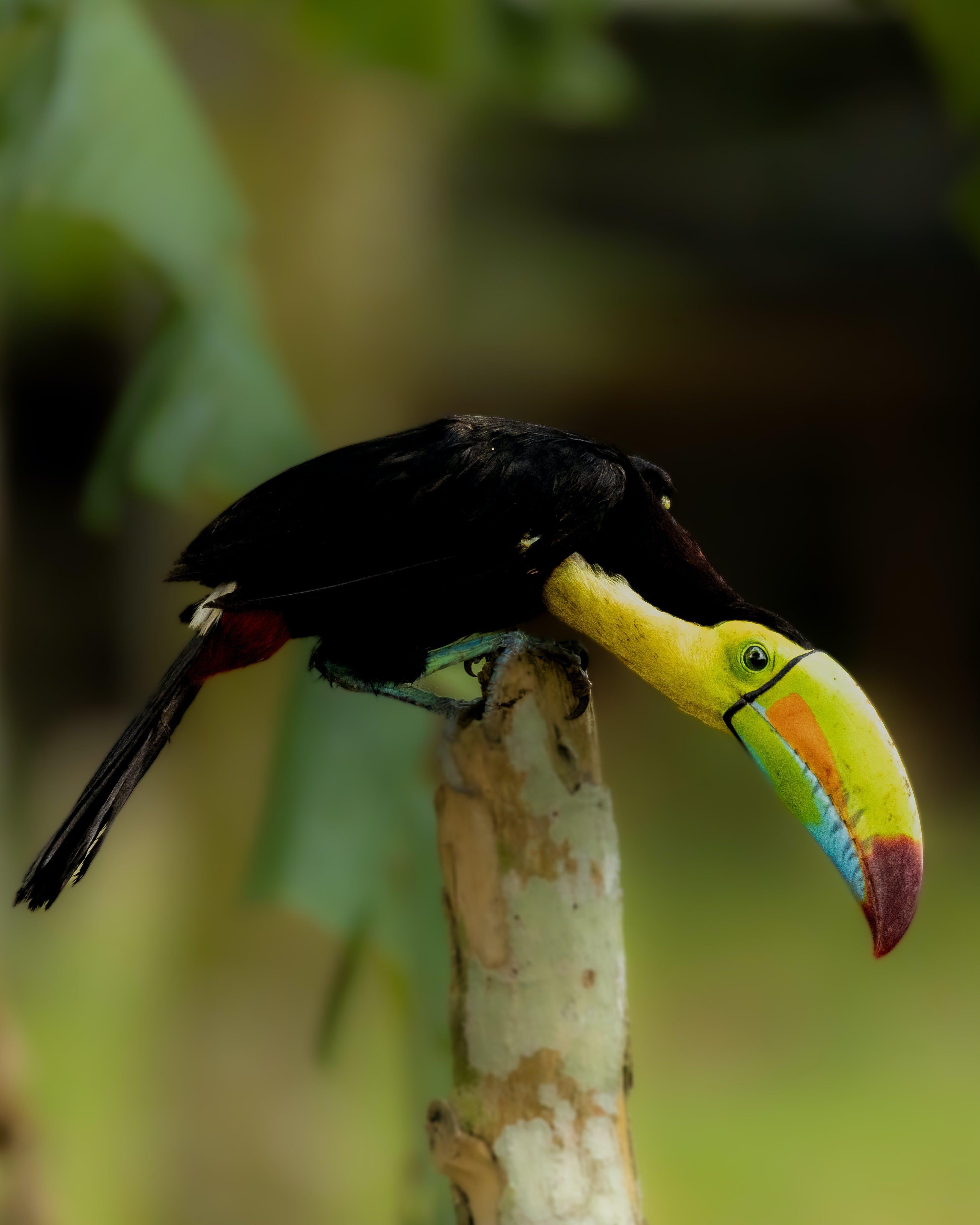 Tortuguero Canal Wildlife Boat Tour