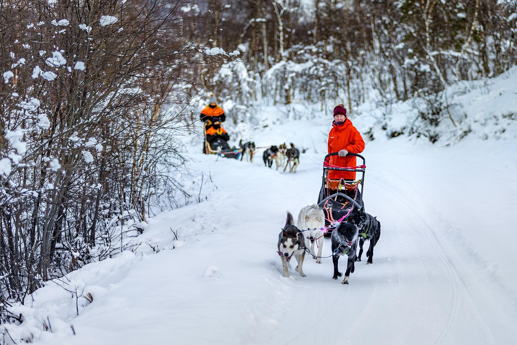 Dog Sledding Adventure in Tamokdalen from Tromsø