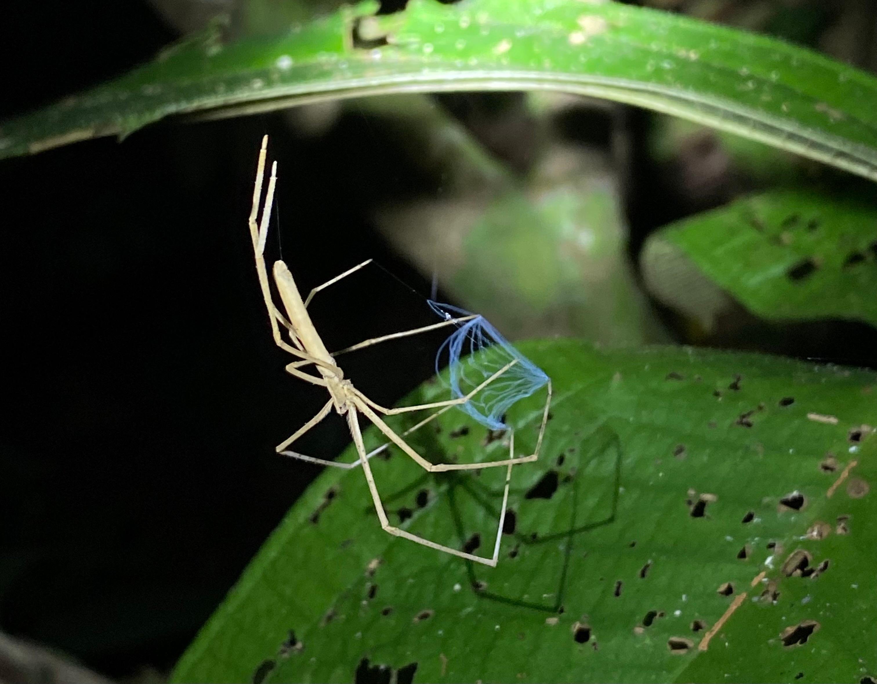 Manuel Antonio Night Wildlife Walk with Expert Naturalist