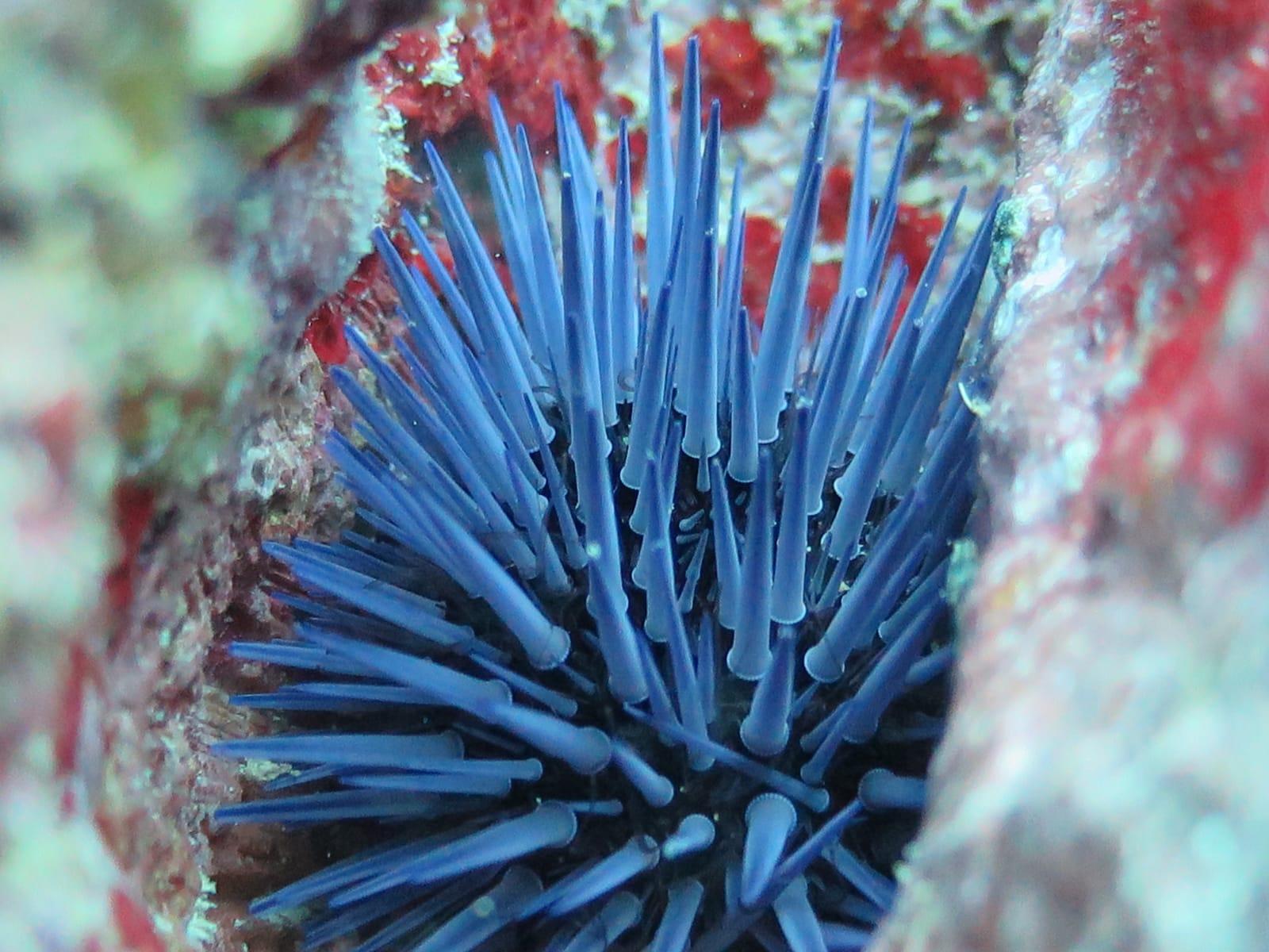 Belle Mare Scuba Discovery: East Coast Mauritius Dive
