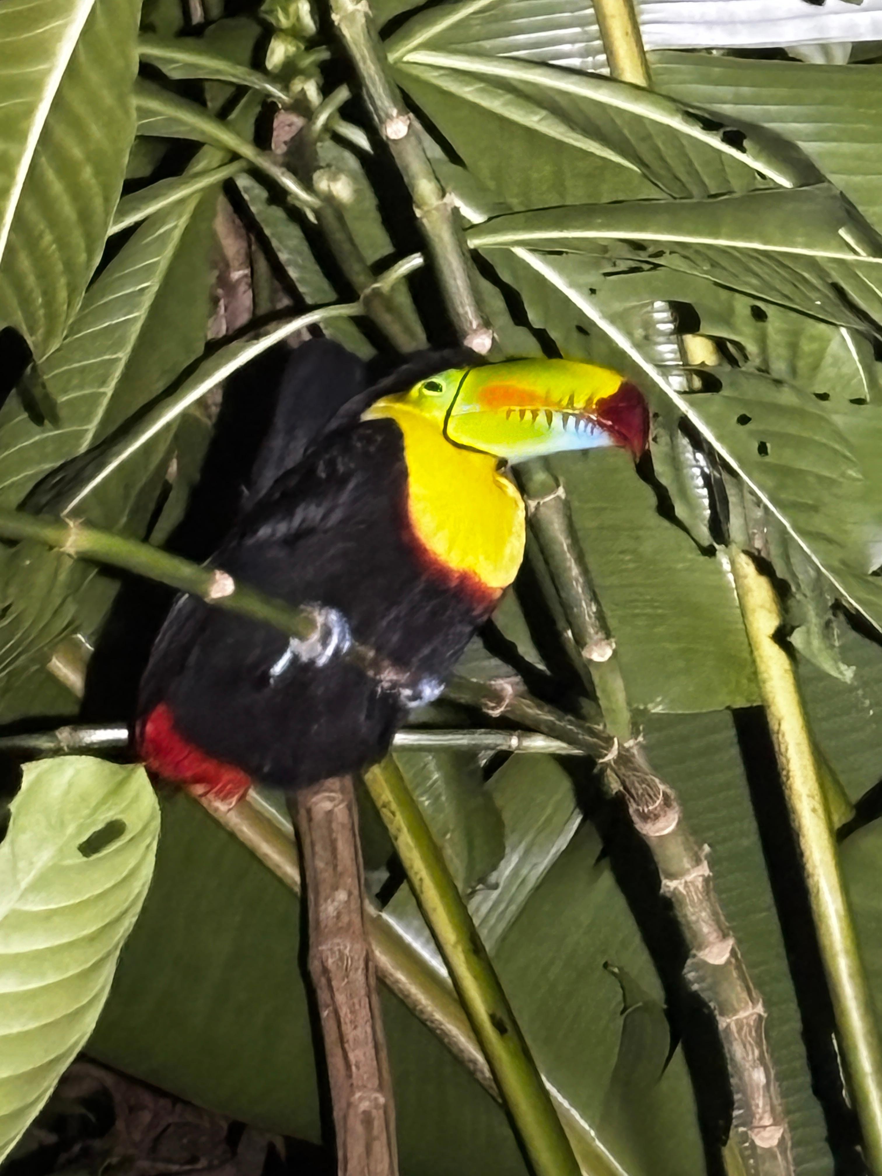 Tortuguero 2-Day Eco Adventure: Canoe, Jaguar Trail, Night Walk & Turtle Nesting