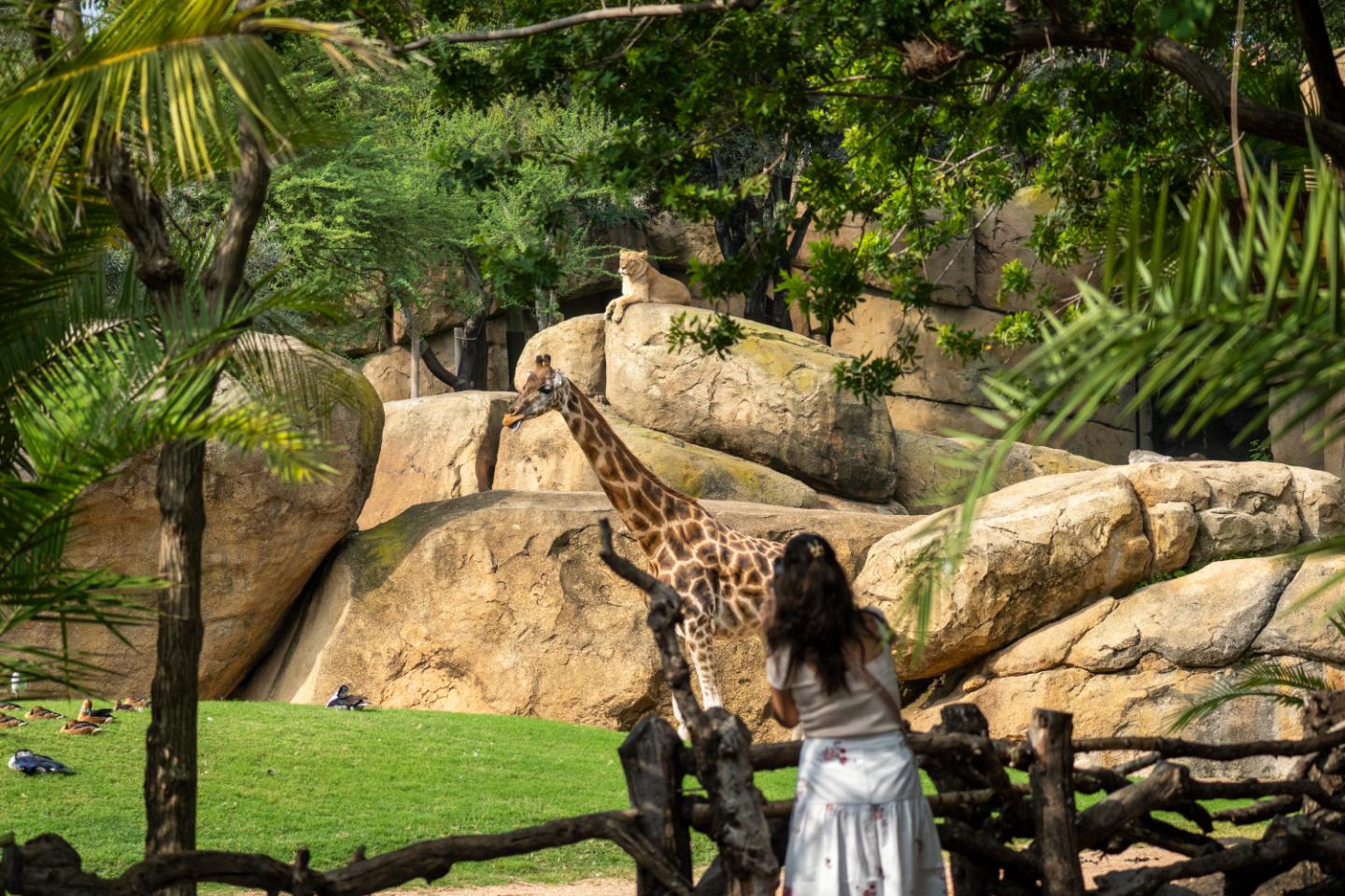 Bioparc Valencia Entry Ticket