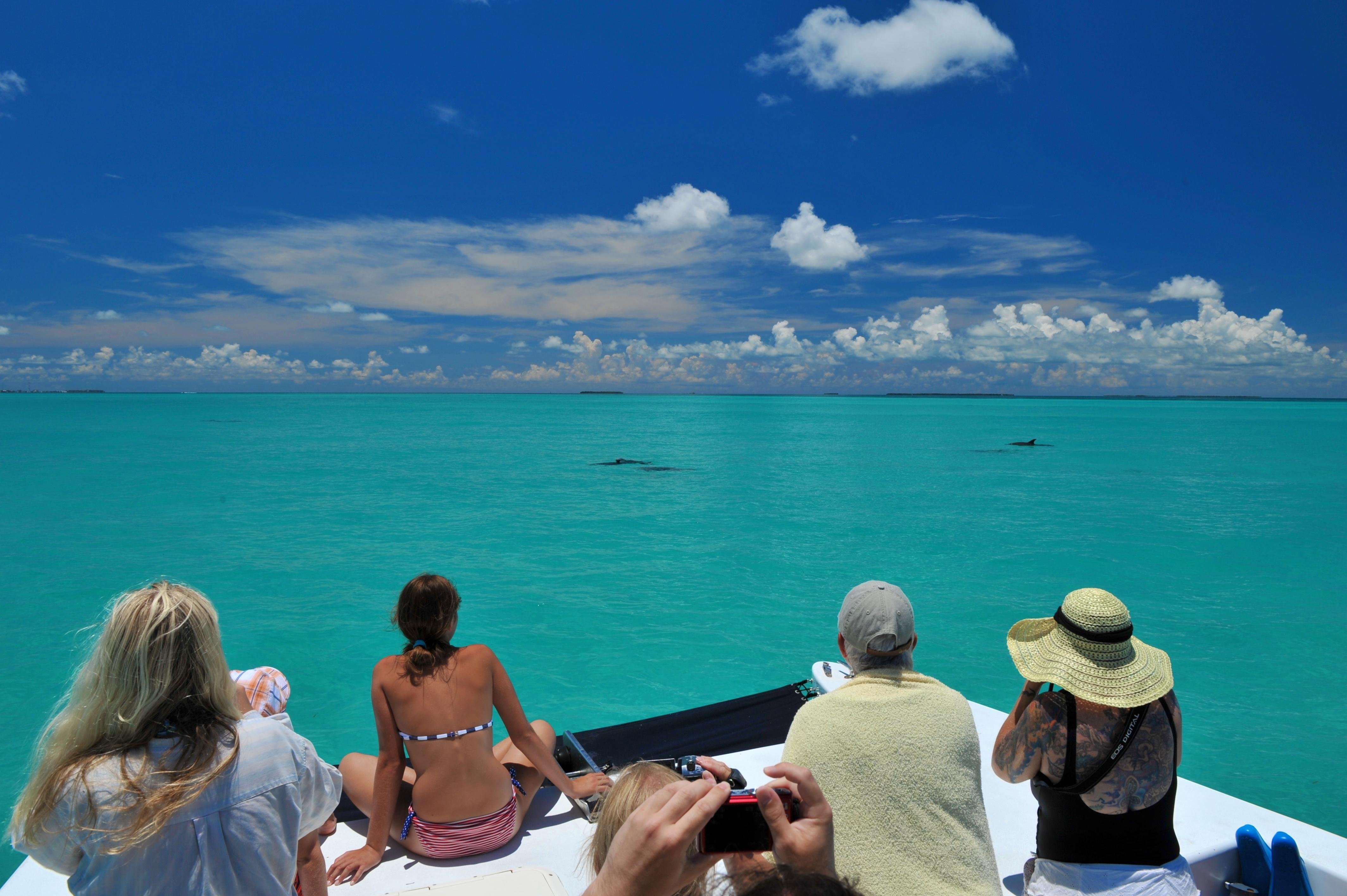 Key West Dolphin Watch & Snorkel Eco Tour