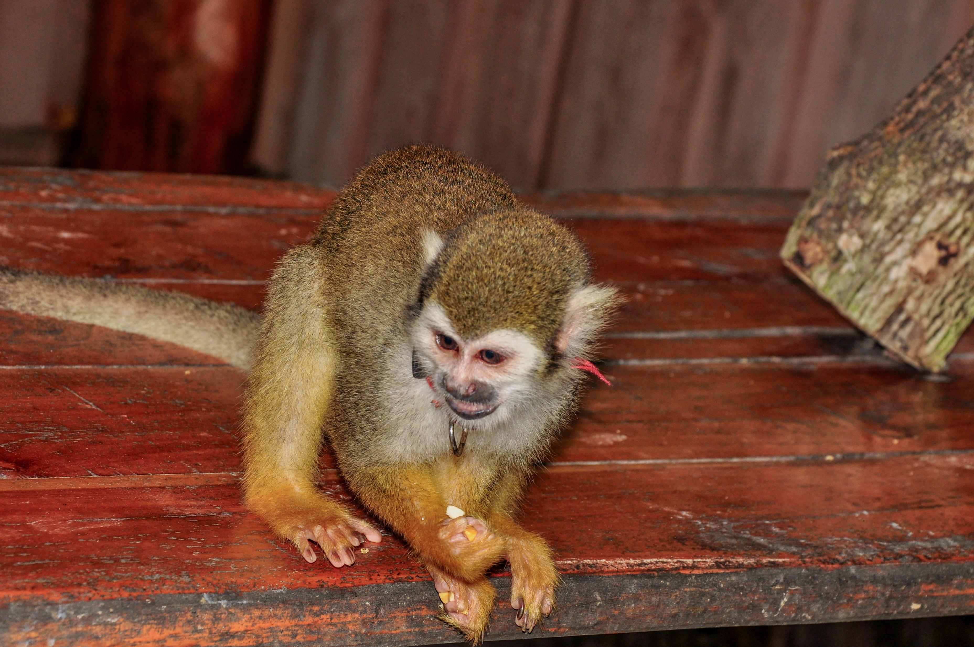 Punta Cana Monkey Park, Dominican Farm & Cenote Swim – Full Day Combo
