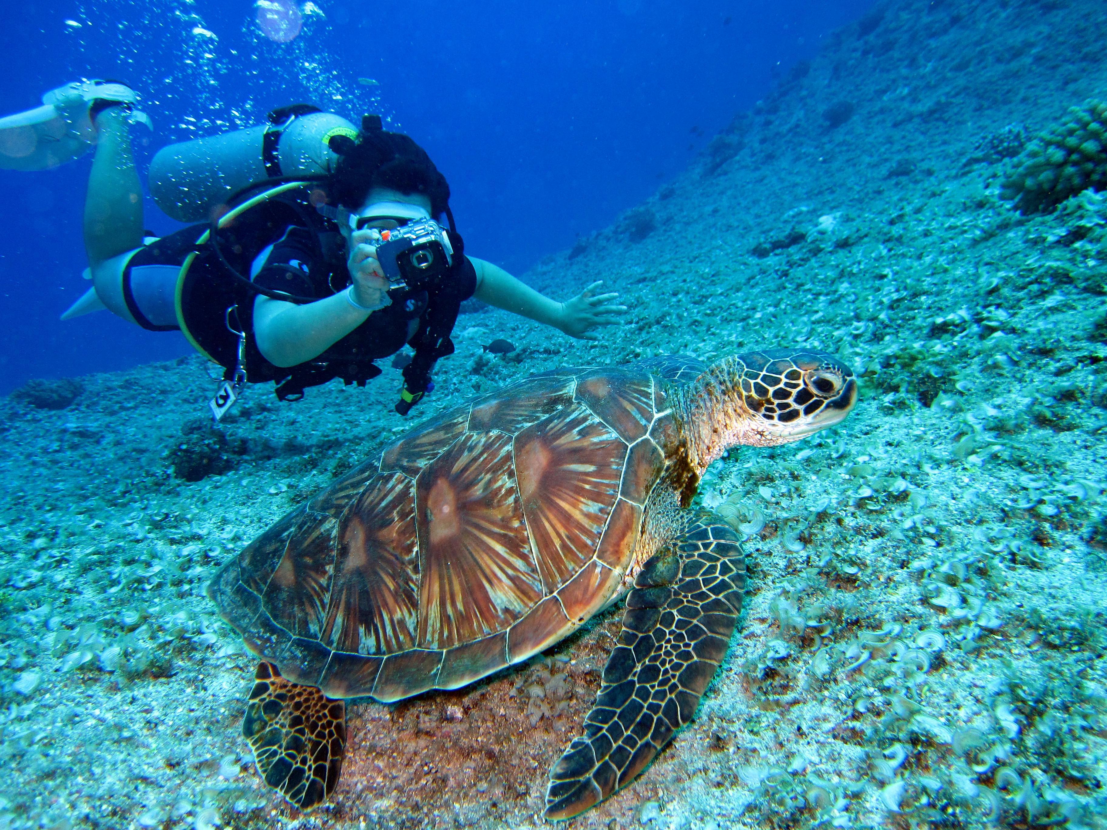 Mirissa Sea Turtle Snorkeling & Conservation Experience