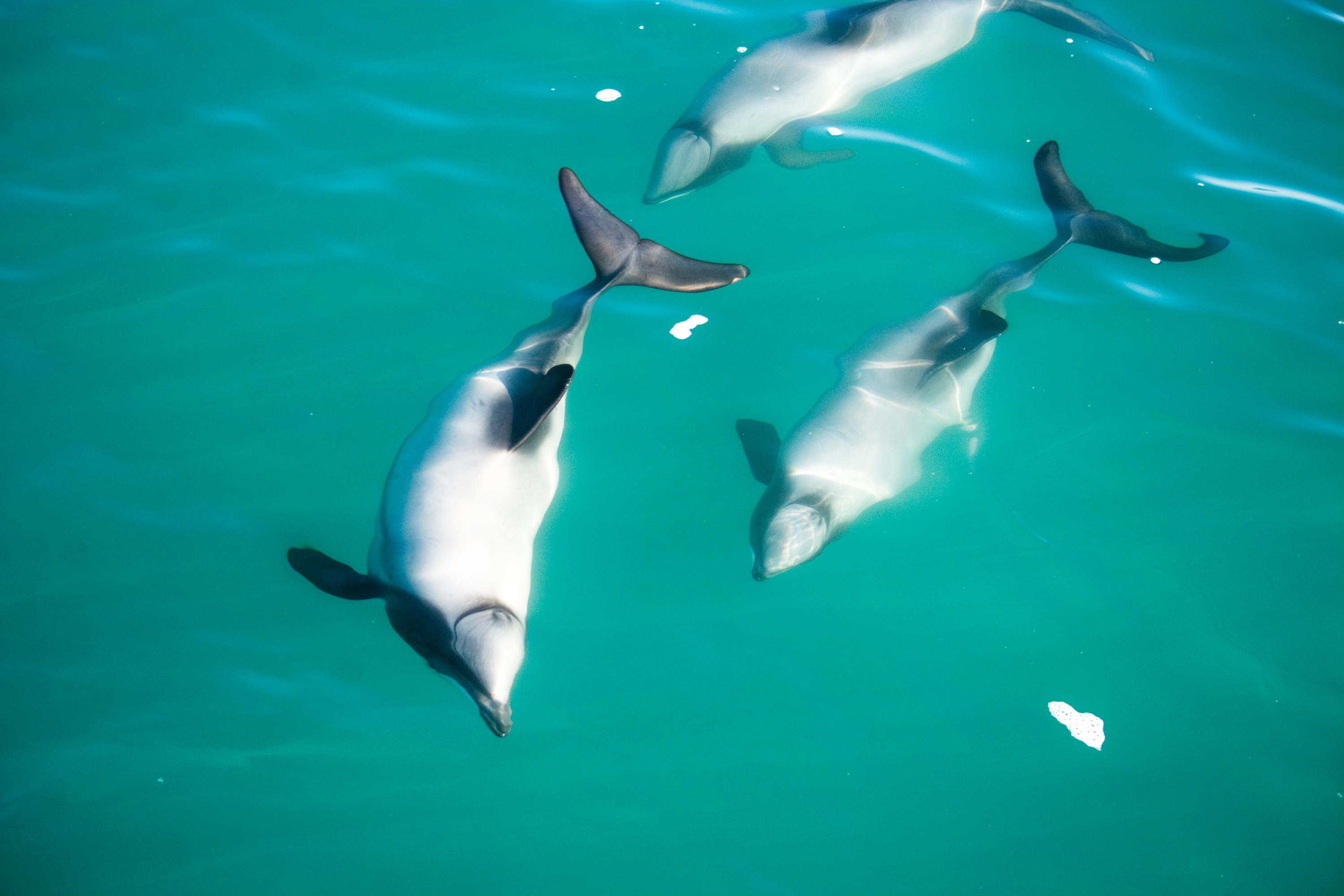 Akaroa Dolphin Cruise & French Village Day Tour from Christchurch