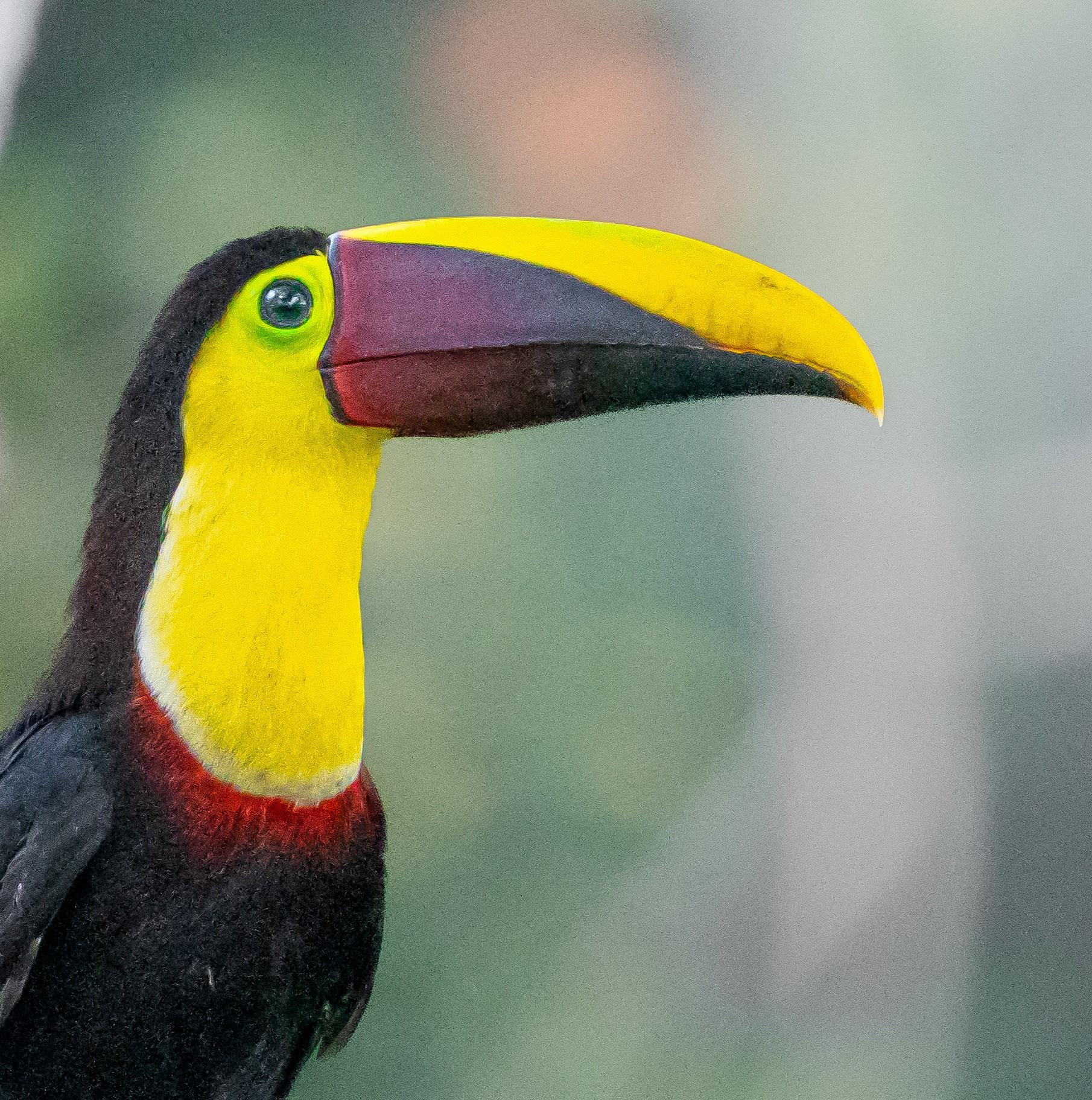 La Fortuna Sloth & Wildlife Nature Walk