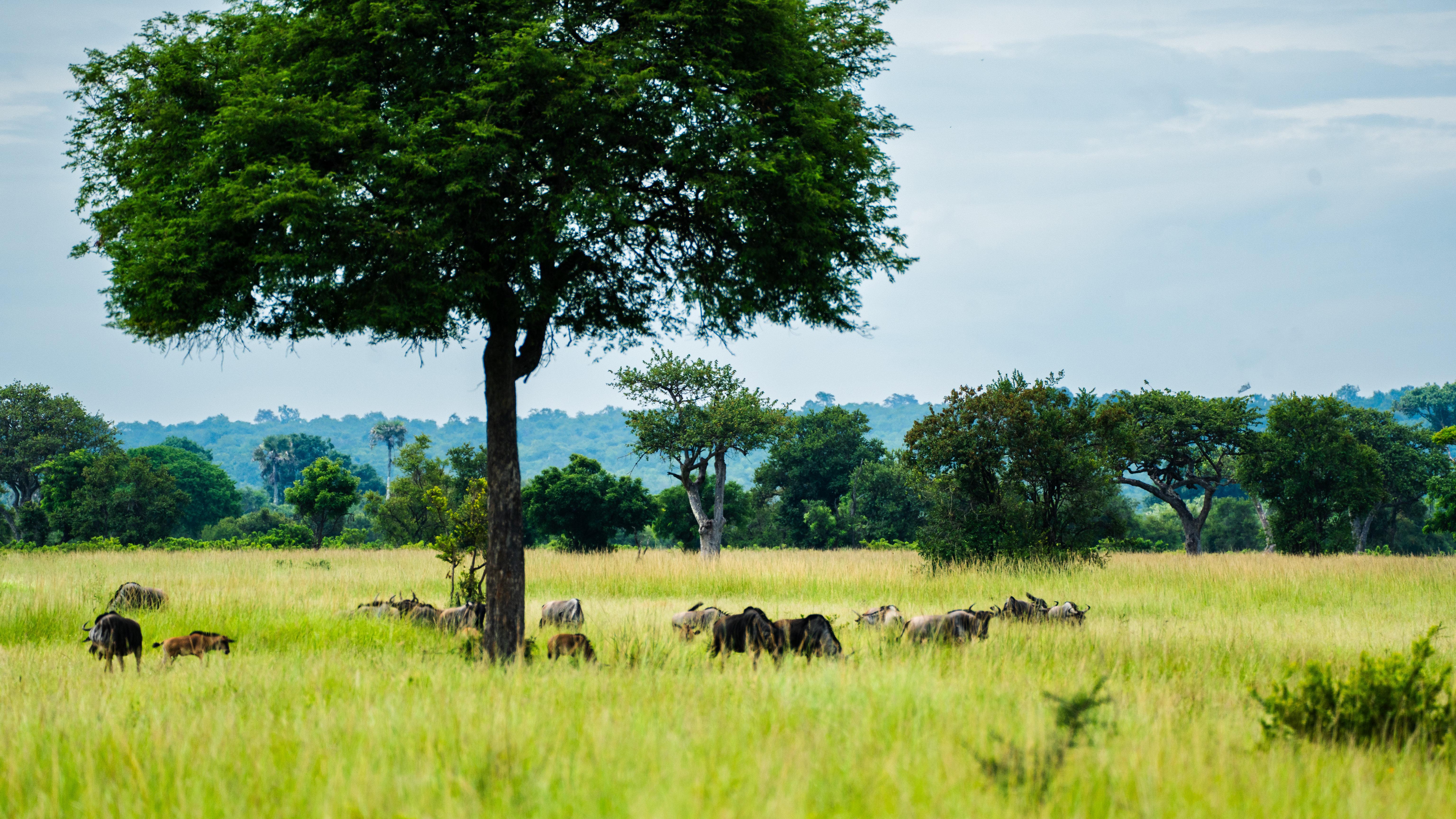 Zanzibar to Mikumi: Fly-In Safari Day Trip with Bush Lunch