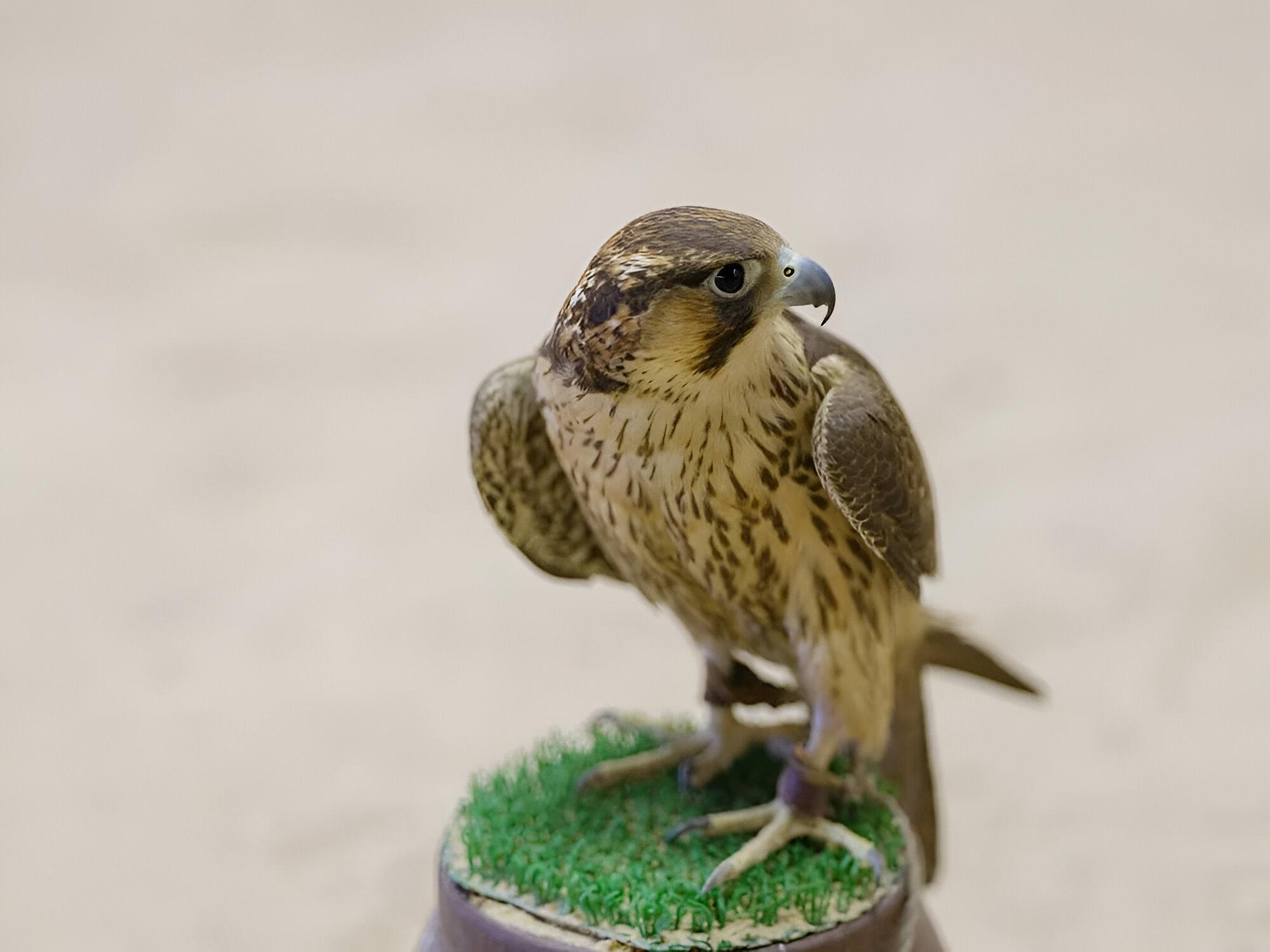 Doha Desert Safari: Dune Bashing, Sandboarding & Inland Sea
