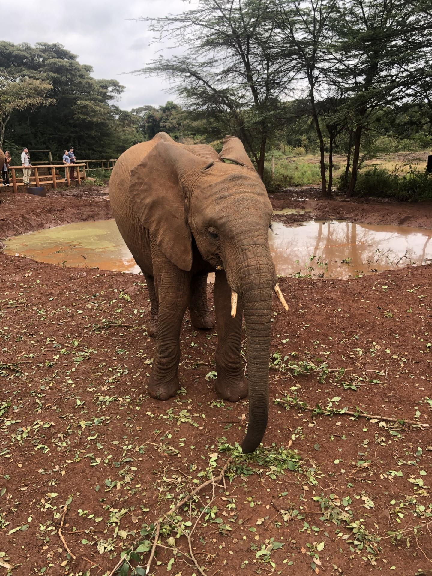 Nairobi Elephant & Giraffe Sanctuary Half-Day Excursion