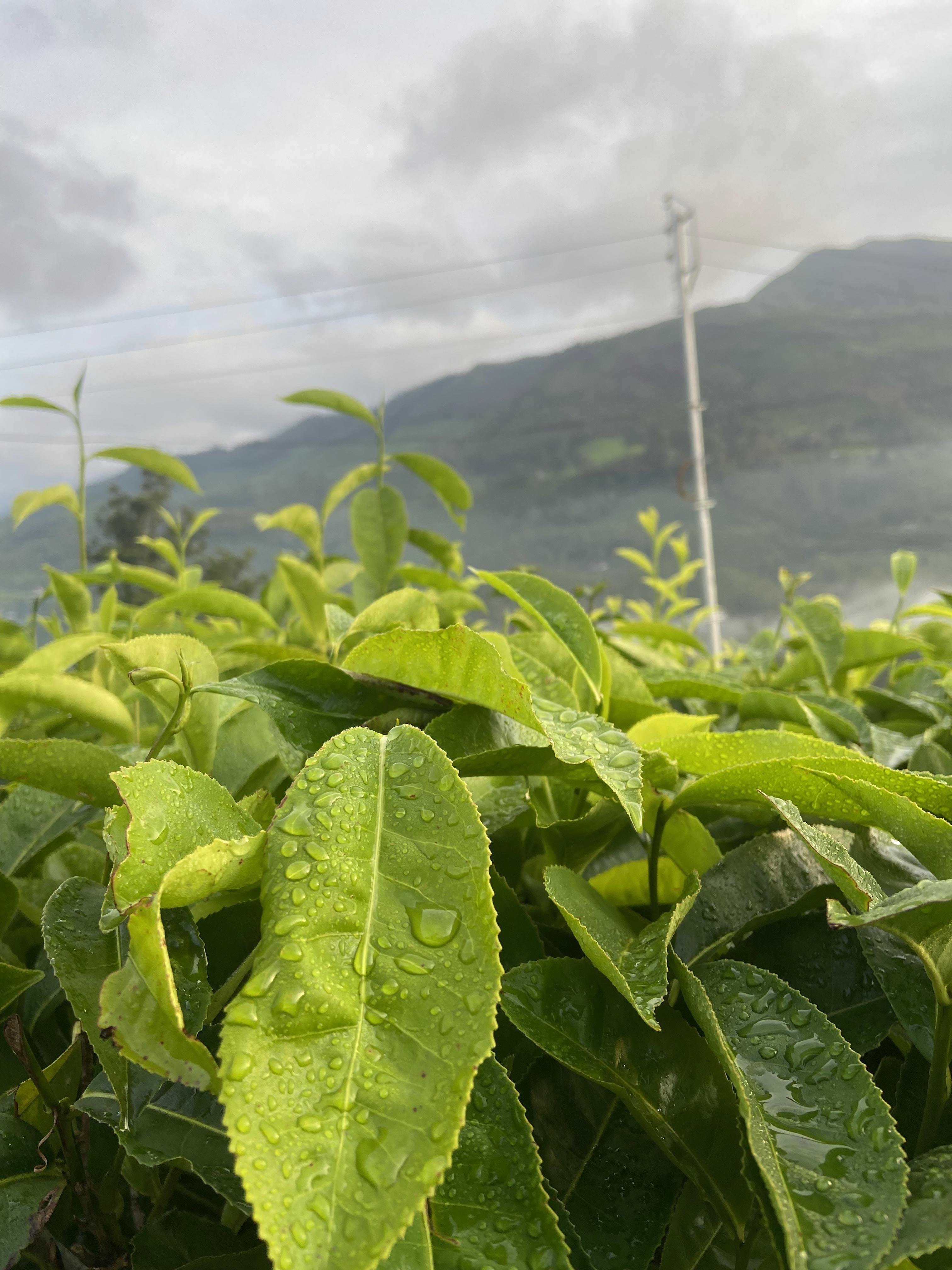 Munnar Highlands & Tea Plantation Day Tour from Kochi