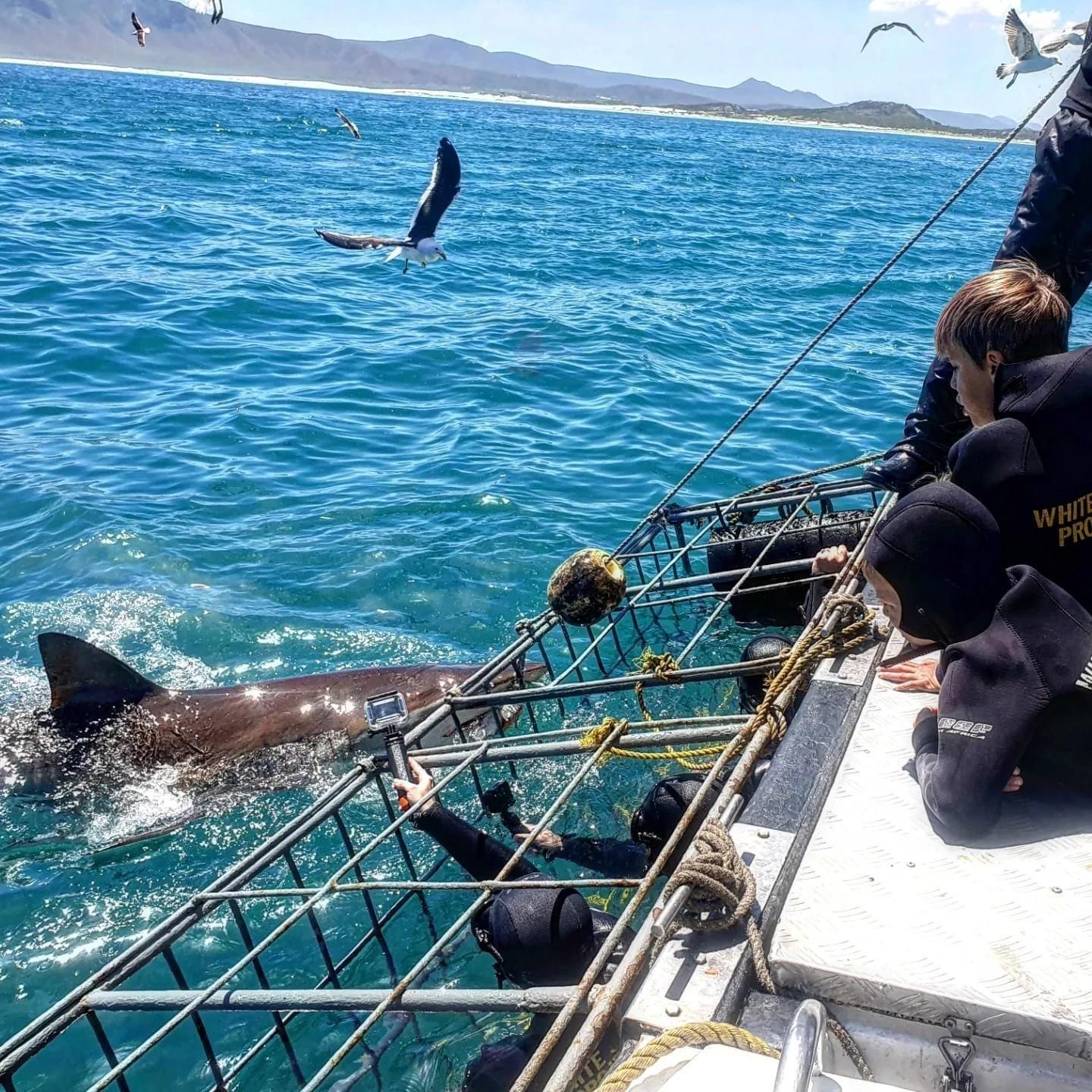 Shark Cage Diving Experience at Seal Island