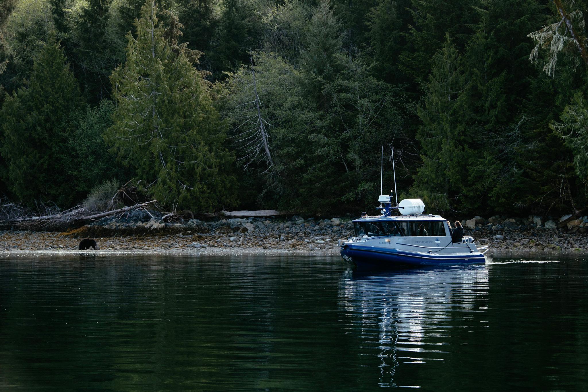 Tofino: Bear Watching Boat Tour with Nature Guide