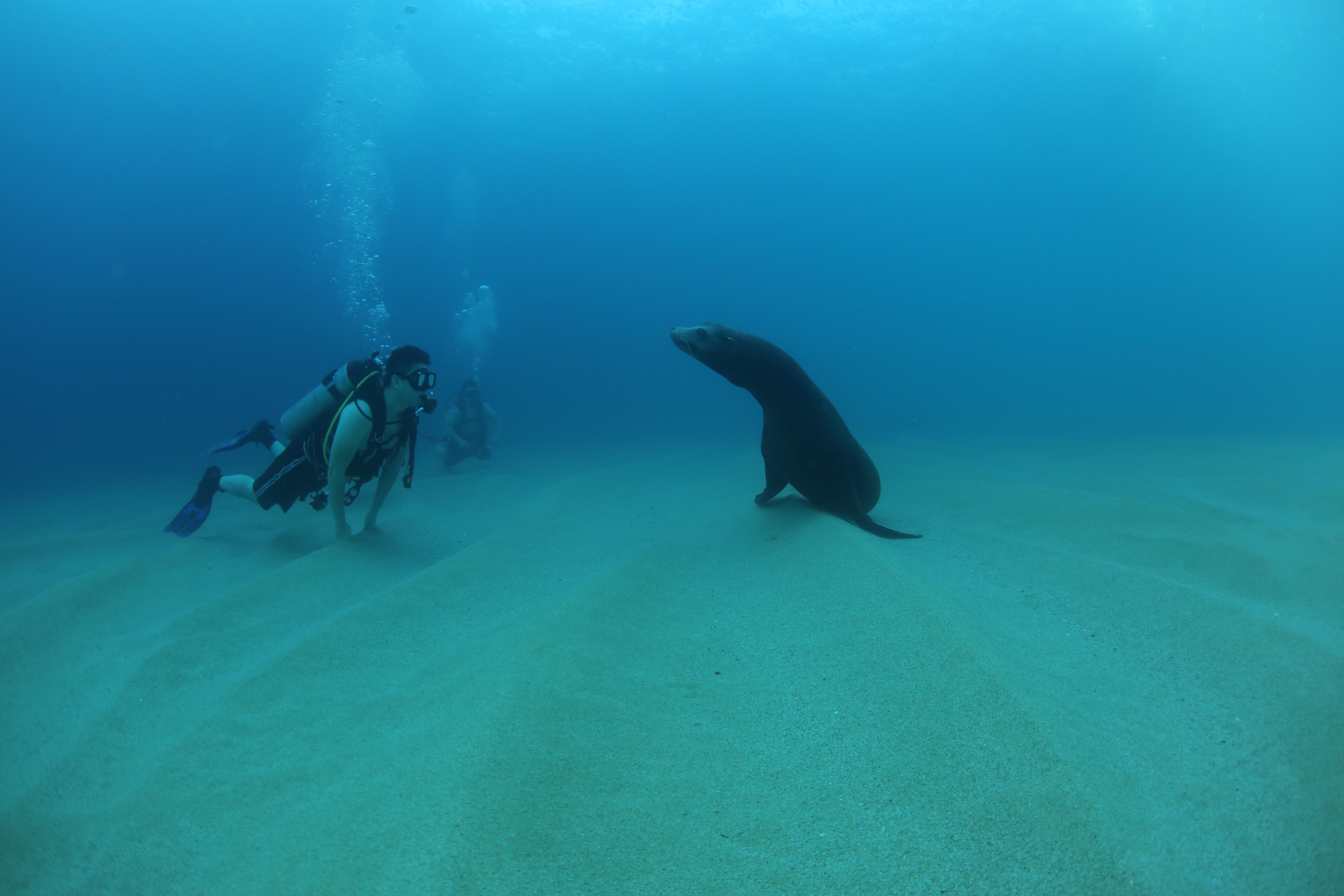 Cabo San Lucas Marine Park: Two-Tank Scuba Diving Adventure
