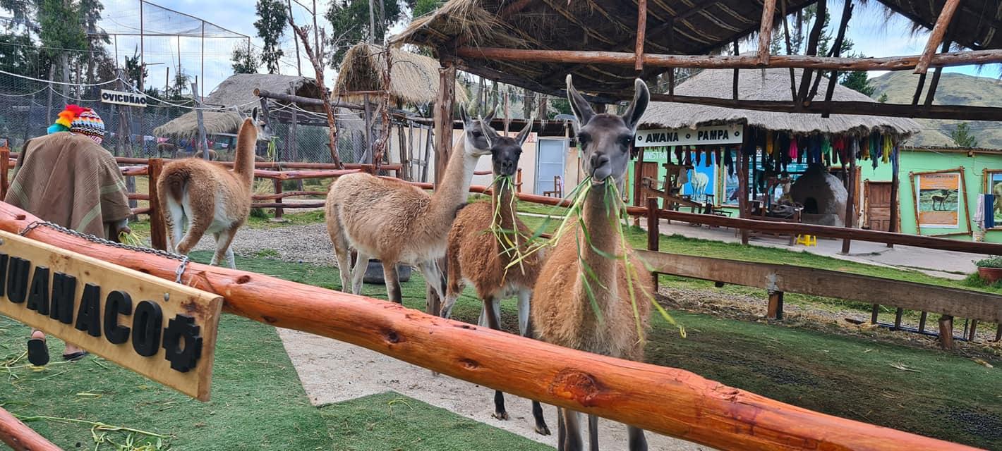 Cusco Alpaca & Llama Farm Experience with Weaving Demo