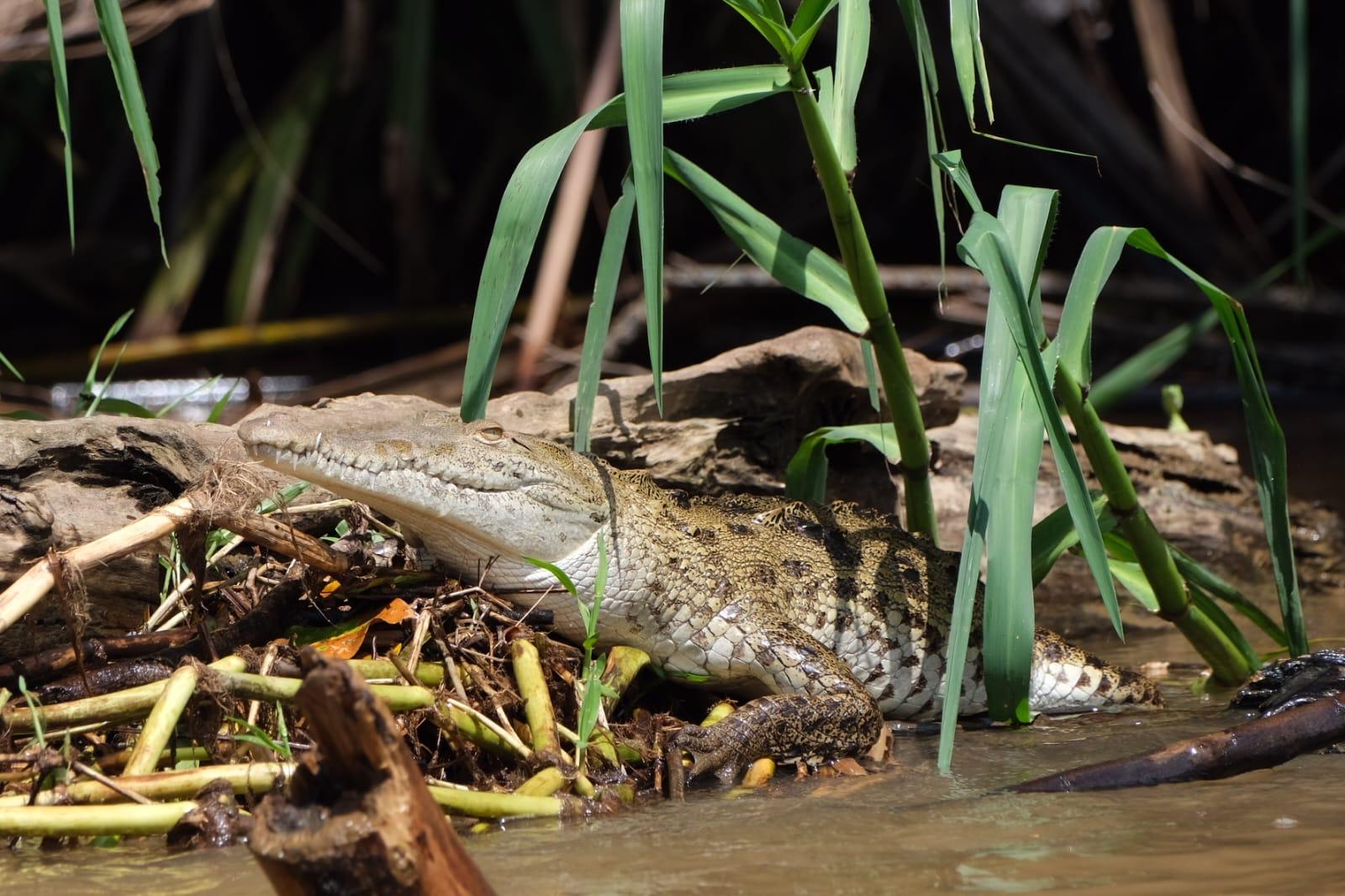 Tortuguero Wildlife Trilogy: Canoe, Jungle Trail & Night Walk
