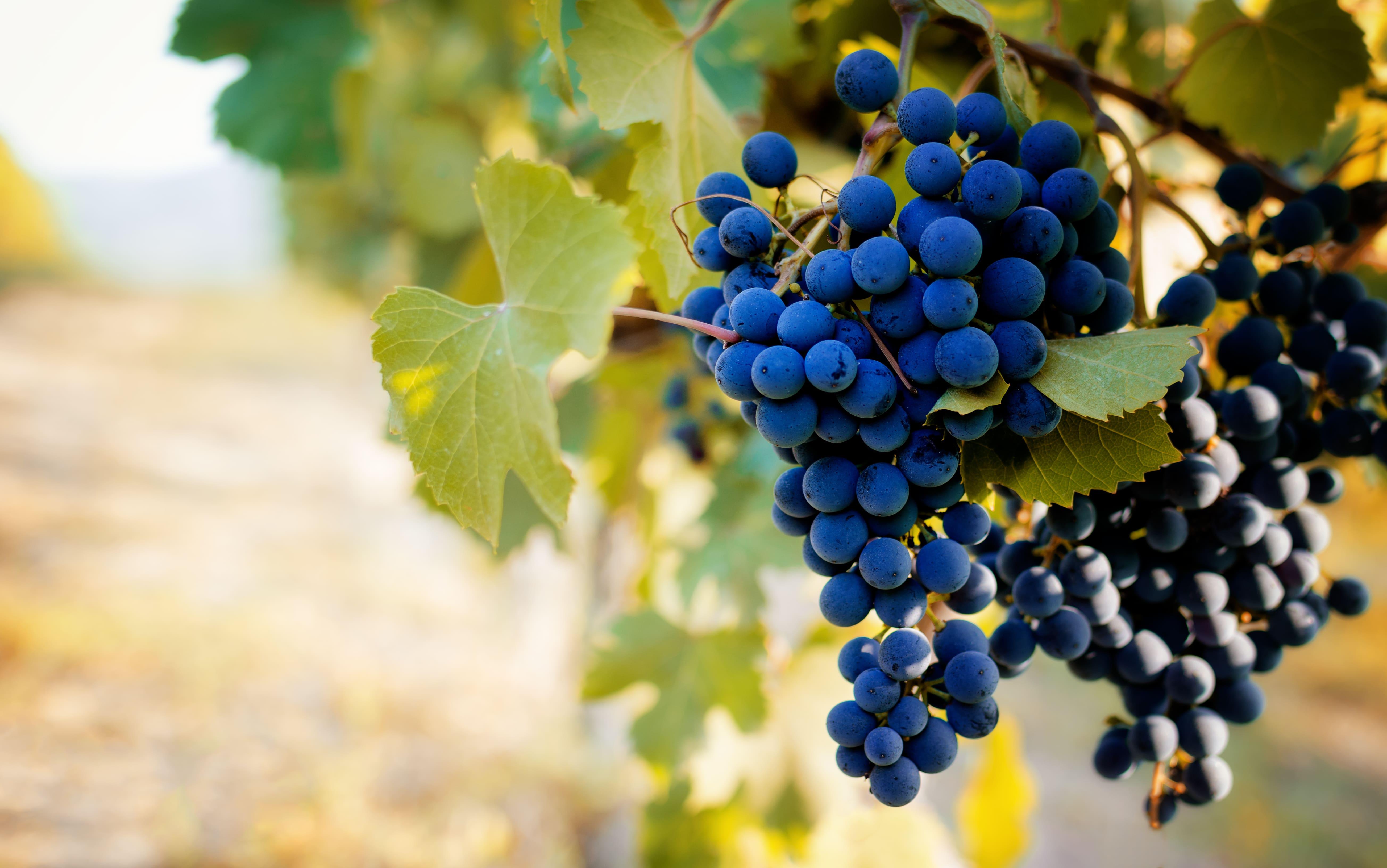 wine tour in Barolo — photo 14
