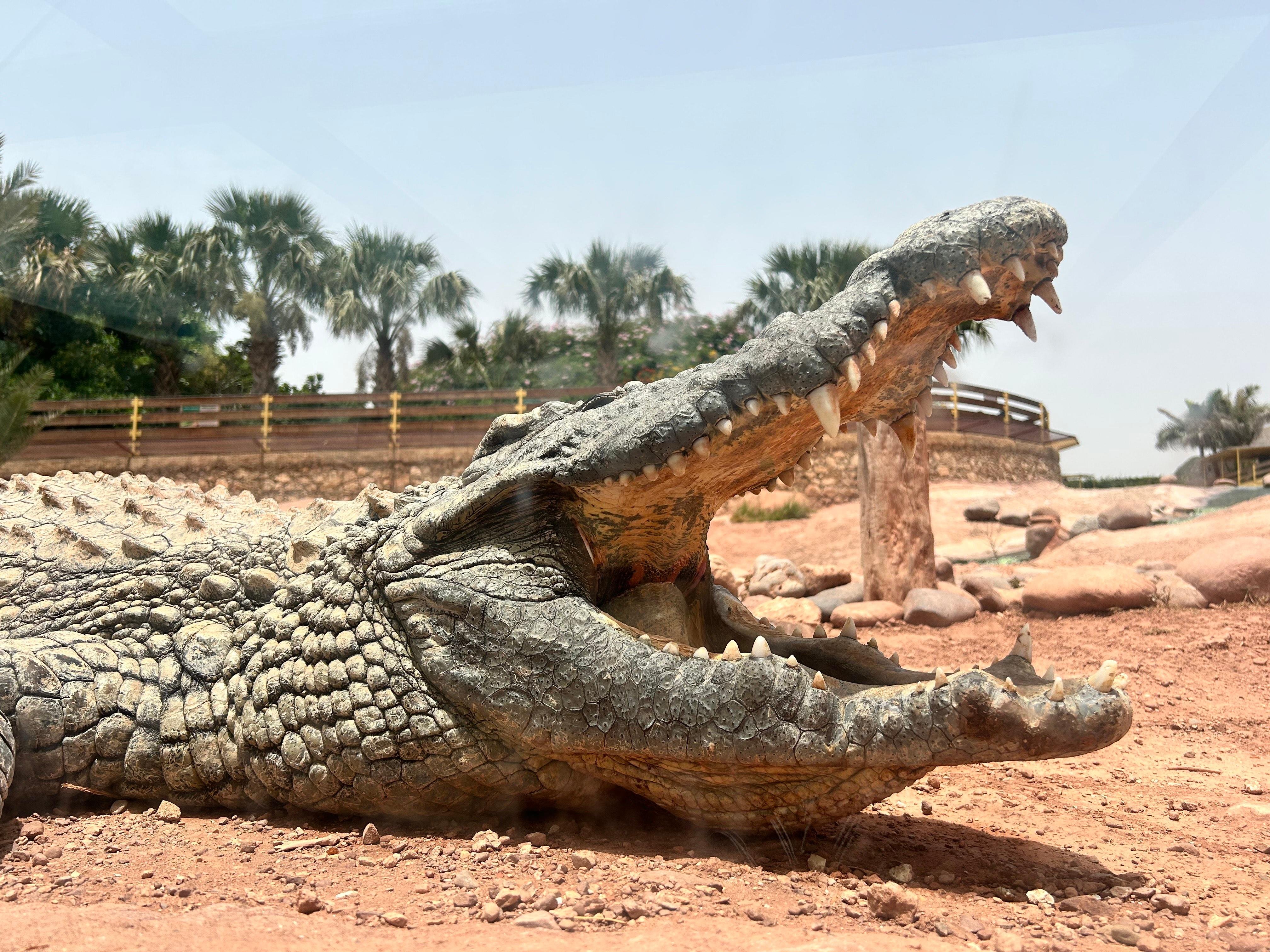 Agadir Highlights: Cable Car, Crocopark & Argan Goats
