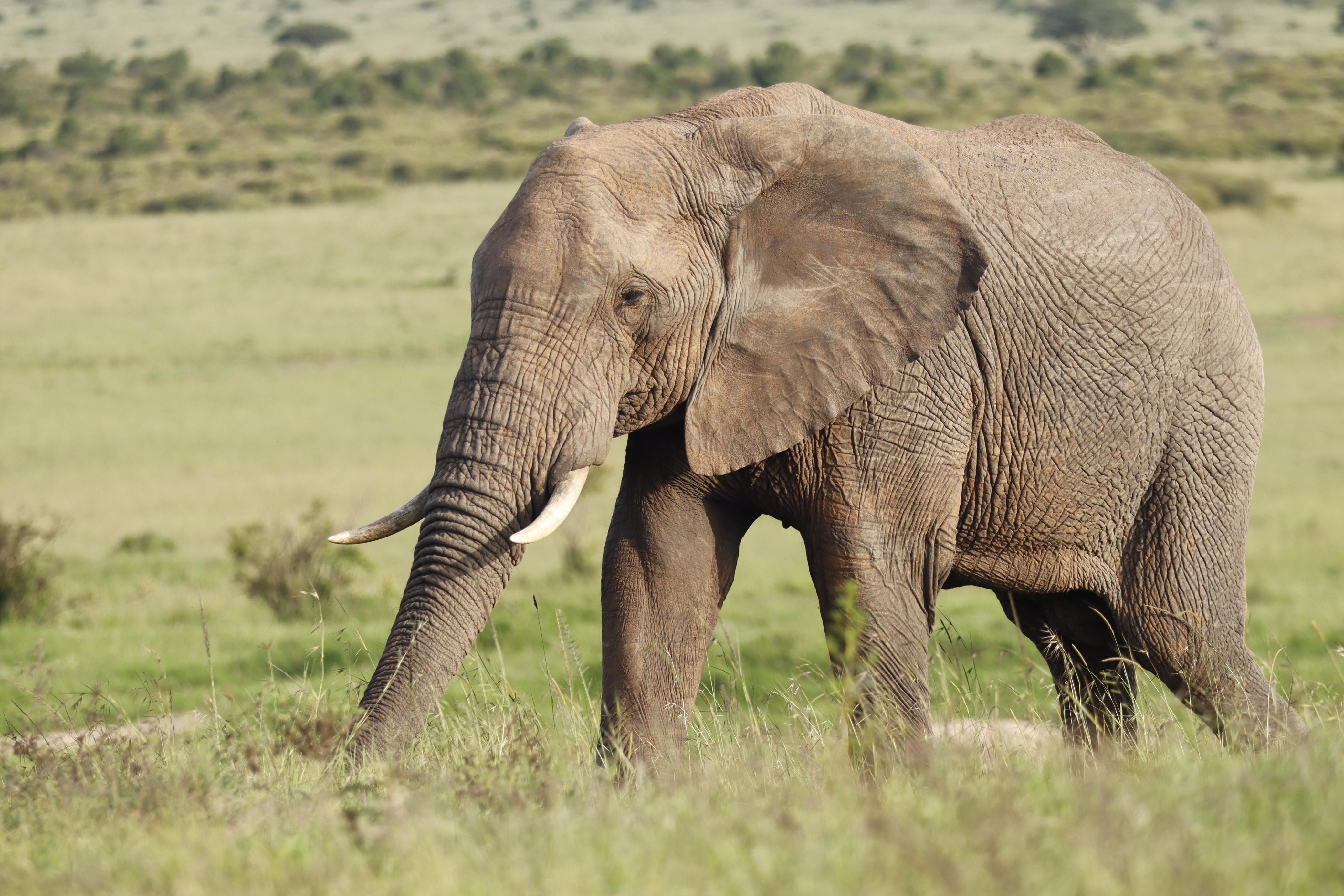 Maasai Mara Express: 1-Day Safari from Nairobi