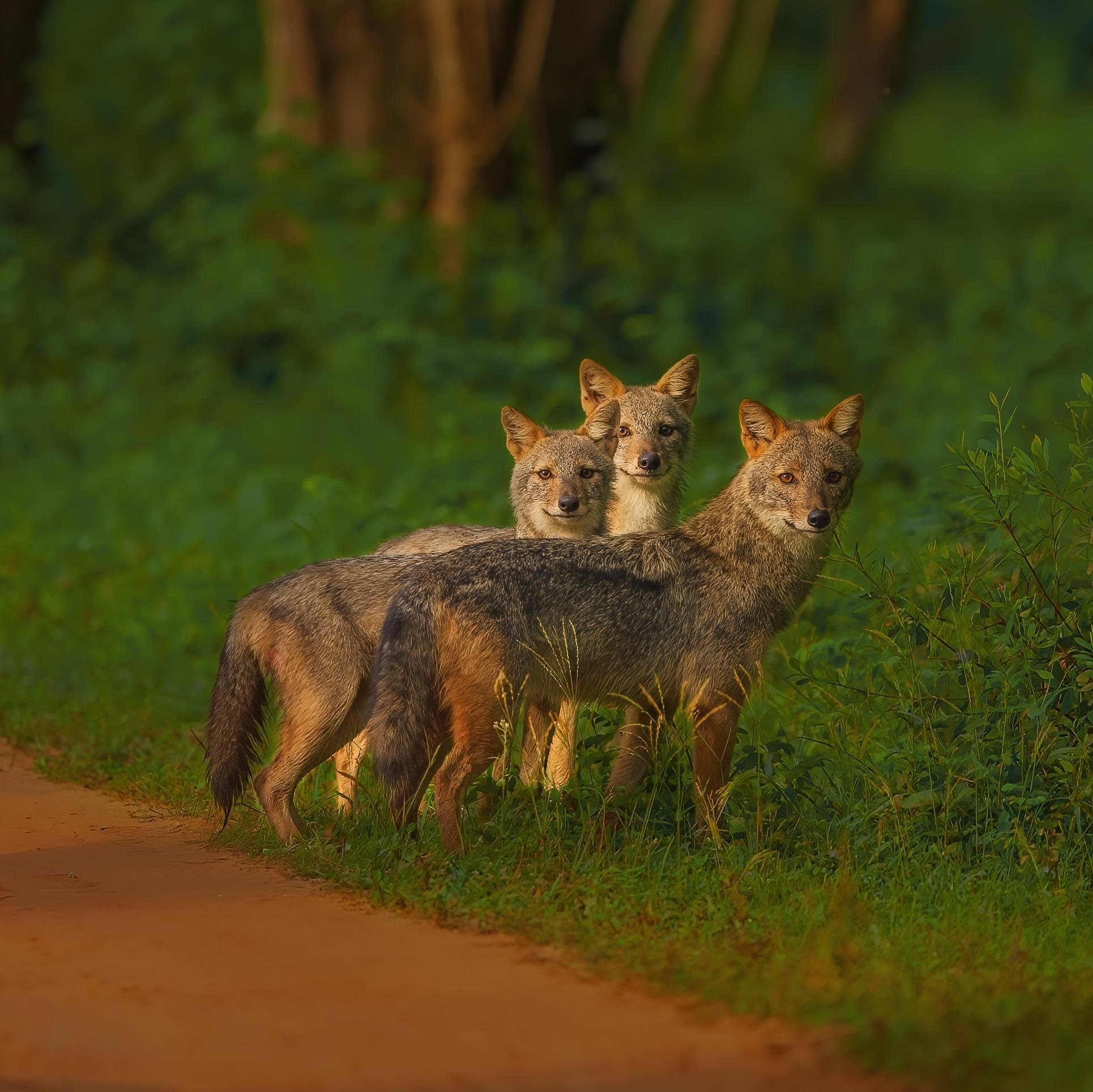 Private Full-Day Wilpattu National Park Jeep Safari
