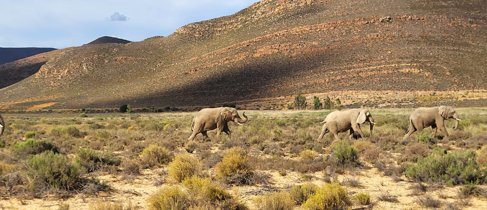 Cape Town Big Five Sunset Safari with Buffet & Hotel Transfers