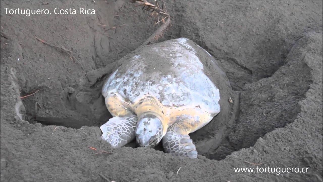Tortuguero Turtle Nesting Night Tour