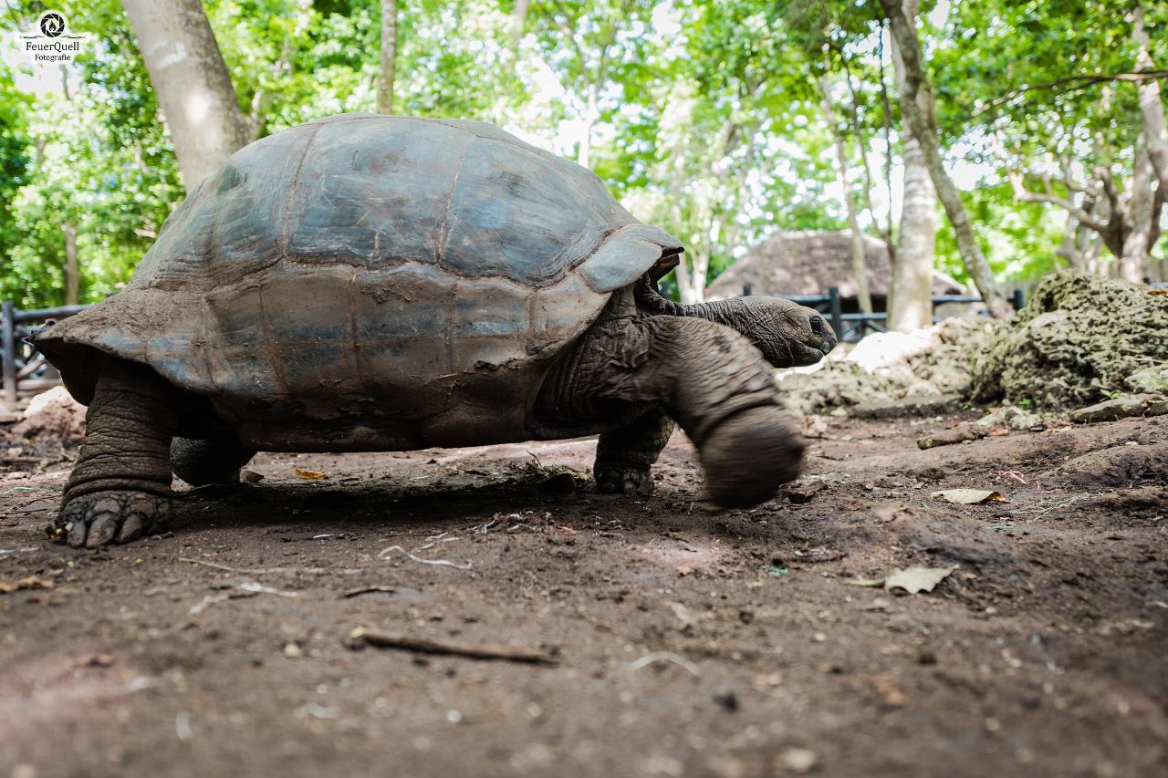 Zanzibar Full-Day Discovery: Stone Town, Spice Farm & Prison Island