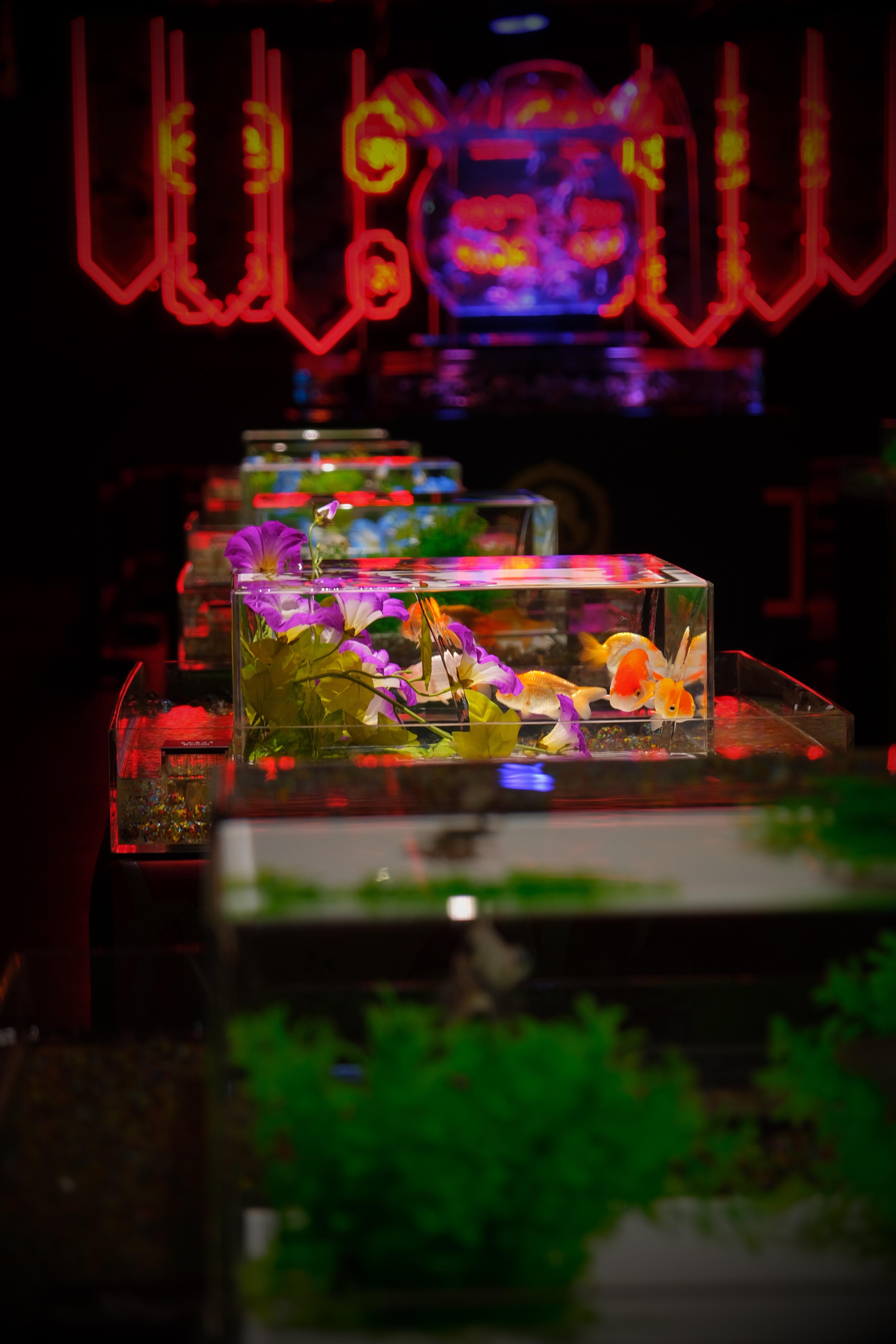 Tokyo Art Aquarium Museum GINZA Admission Ticket