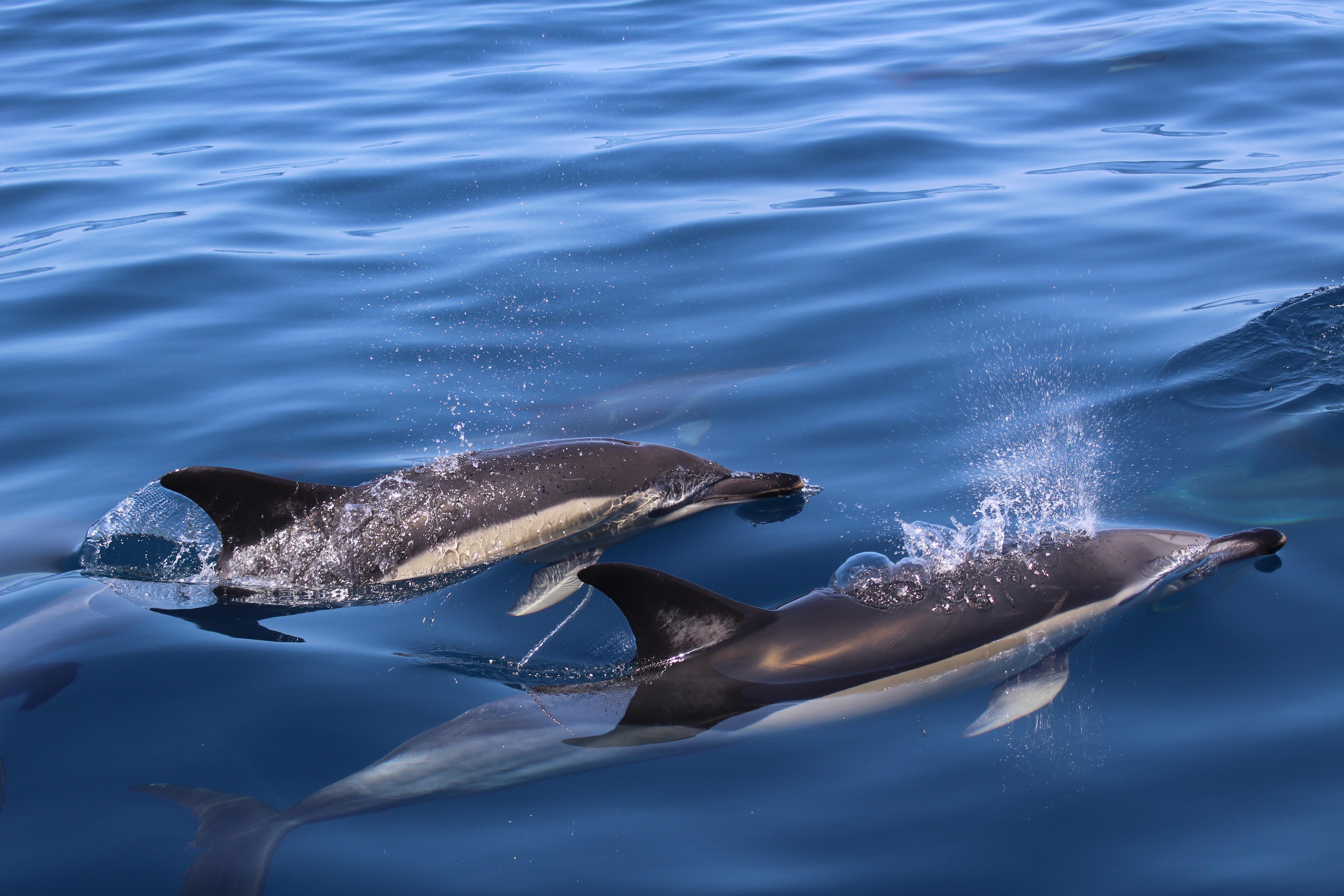 Algarve Dolphin Watching Safari with Marine Biologist