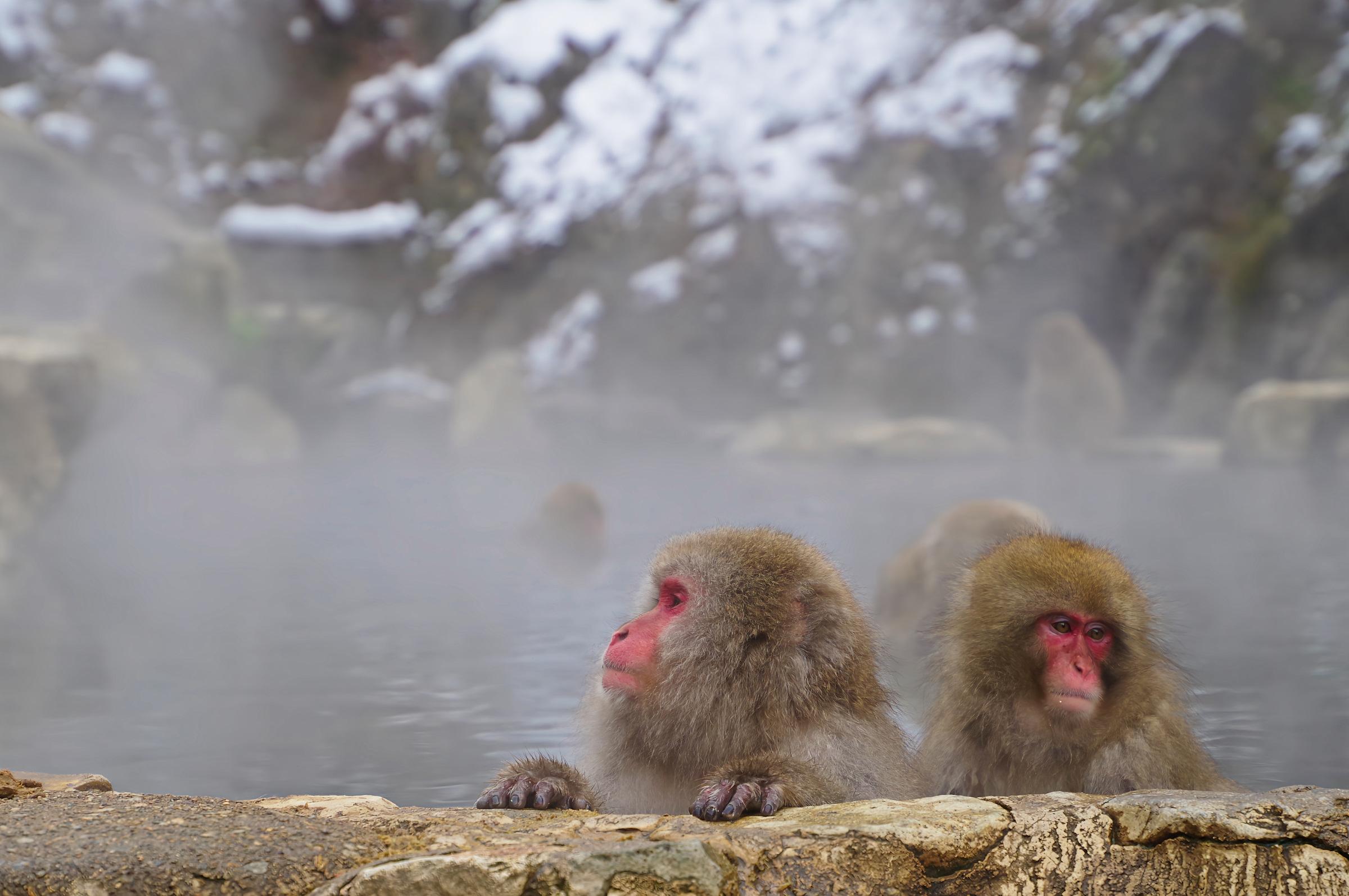 Nagano Snow Monkeys, Obuse & Sake Tasting Small-Group Tour