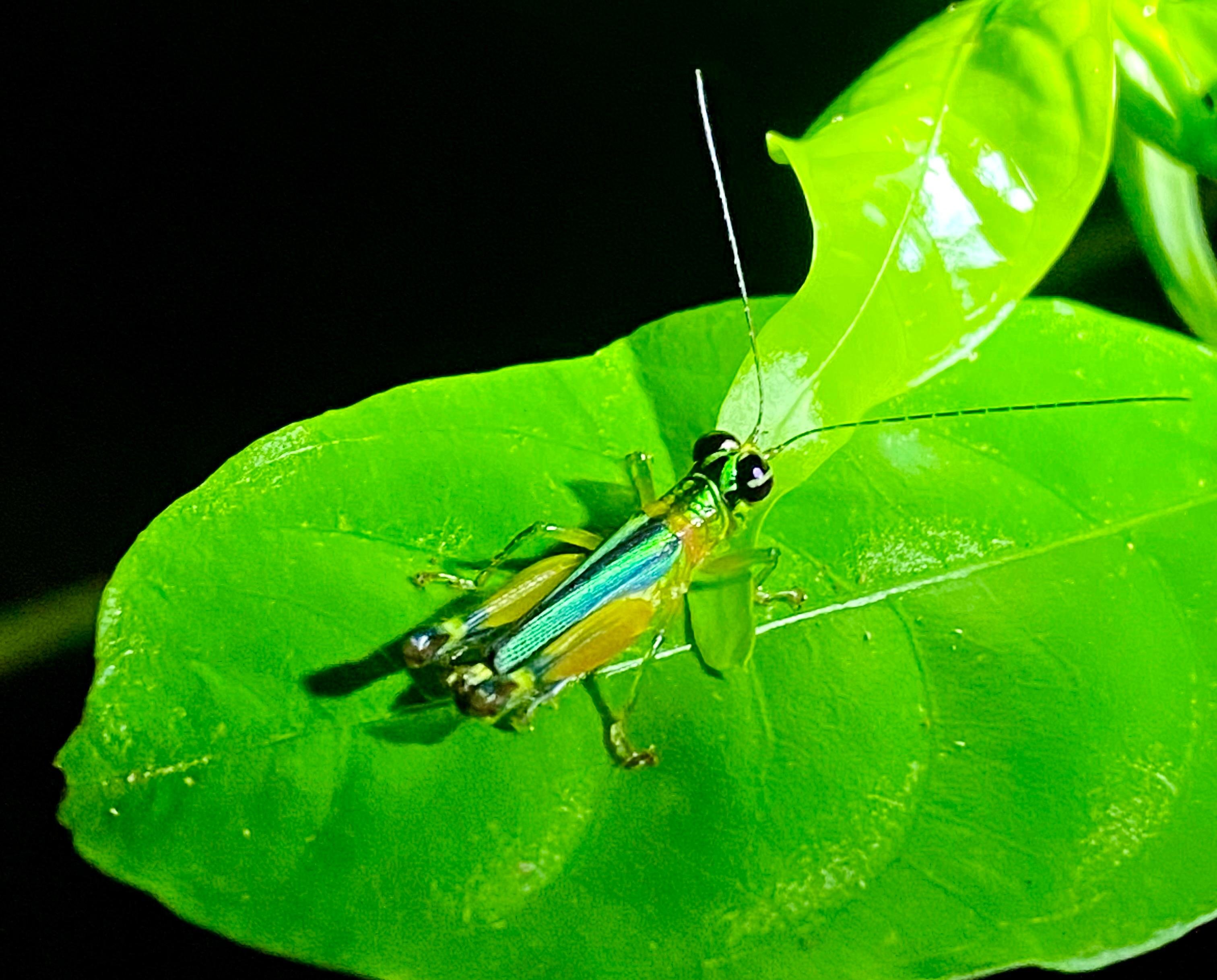 Manuel Antonio Night Wildlife Walk with Expert Naturalist